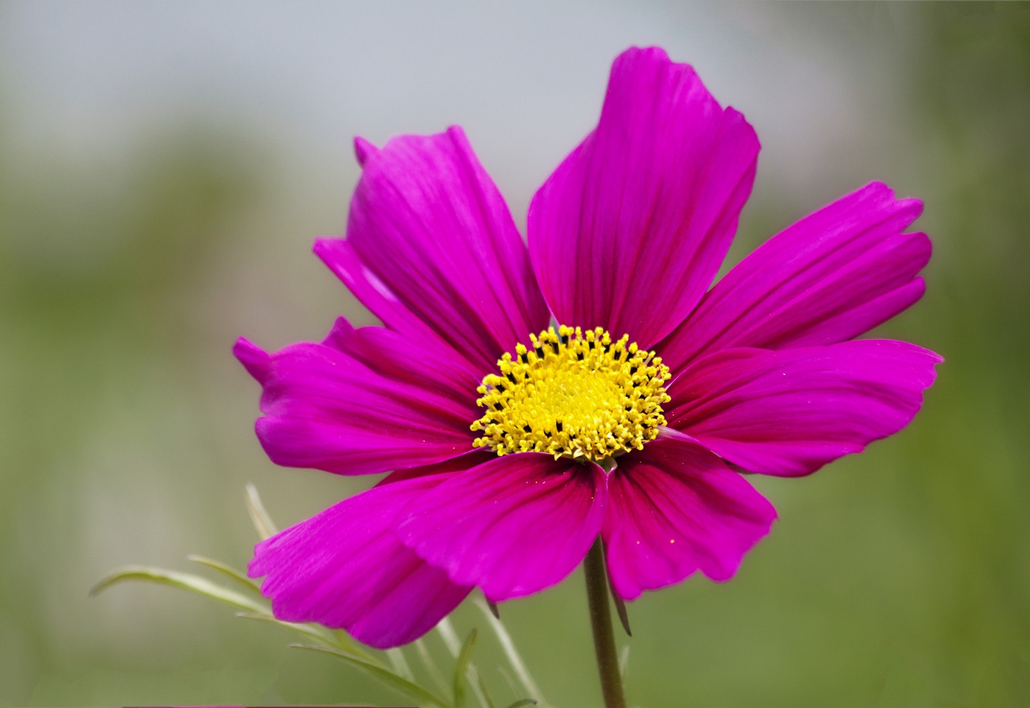 Laden Sie das Blumen, Blume, Blütenblätter, Kosmos, Kosmeya-Bild kostenlos auf Ihren PC-Desktop herunter