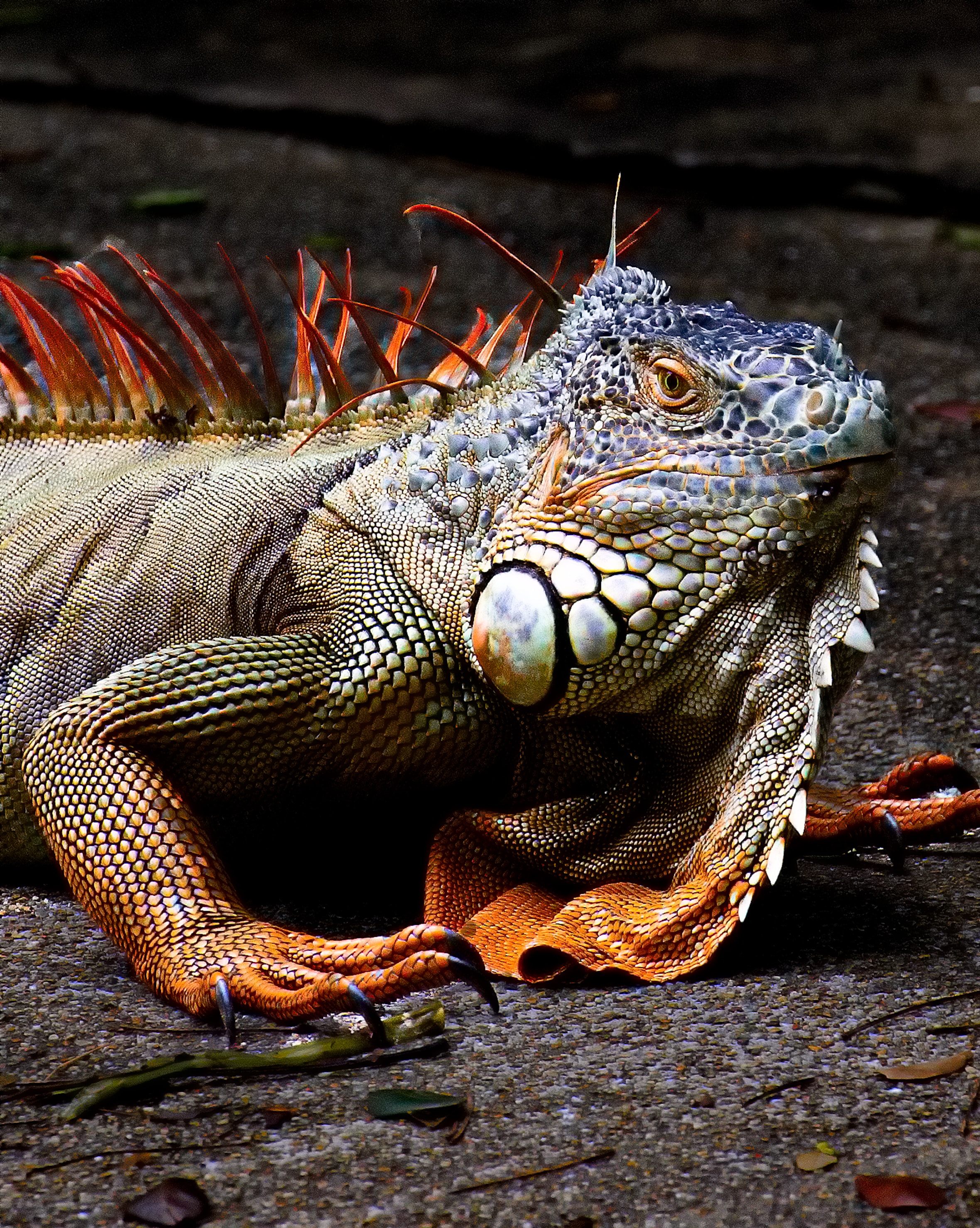 155874 Bildschirmschoner und Hintergrundbilder Iguana auf Ihrem Telefon. Laden Sie tiere, leguan, reptile, eidechse Bilder kostenlos herunter