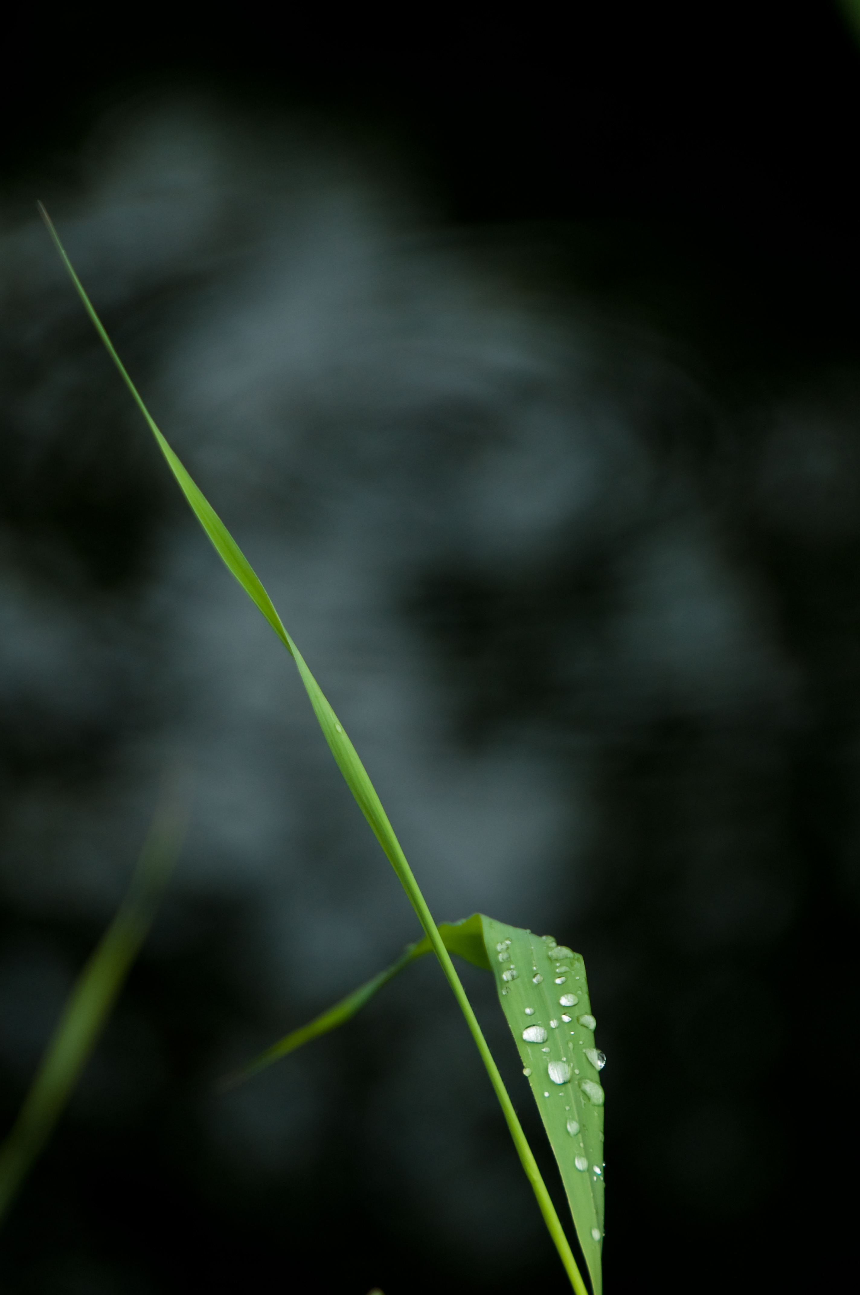 stalk, drops, leaf, macro Lock Screen Images