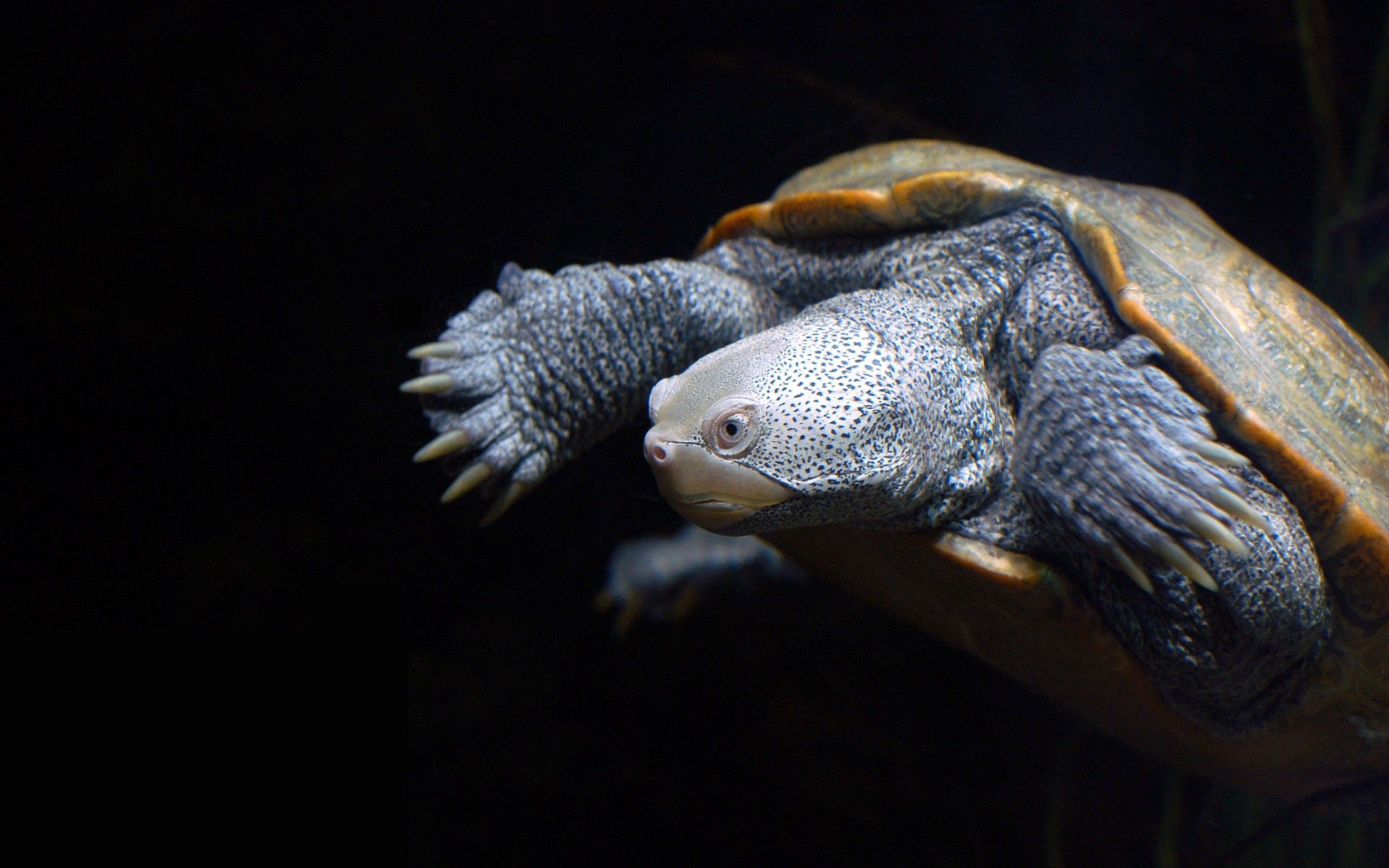 turtle, animals, background, dark, carapace, shell 1080p