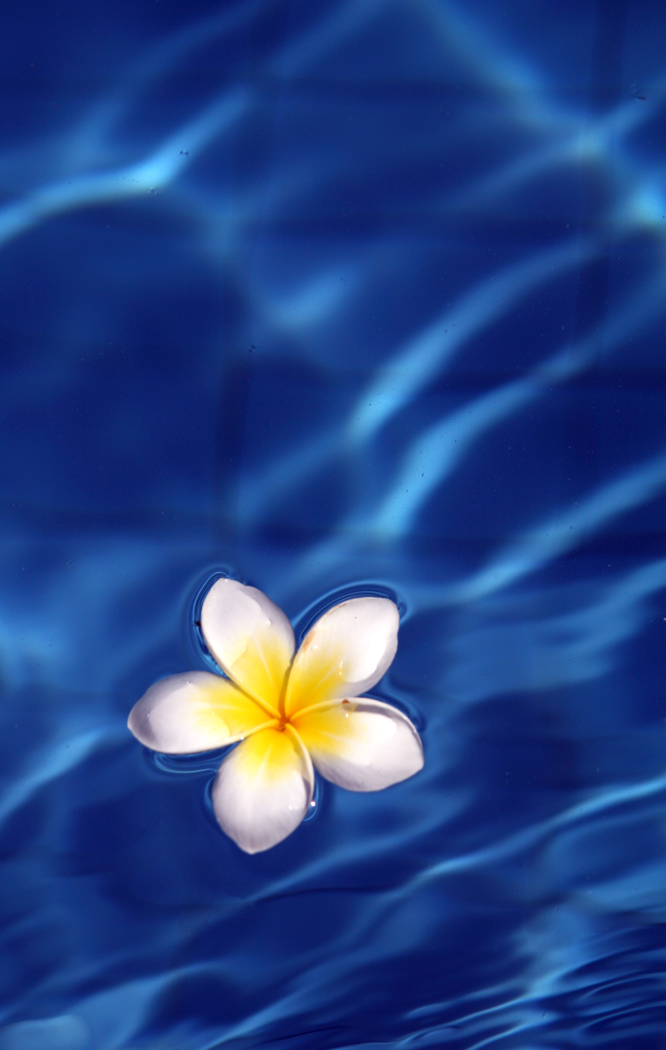 151772 free wallpaper 320x480 for phone, download images waves, glare, water, flower 320x480 for mobile