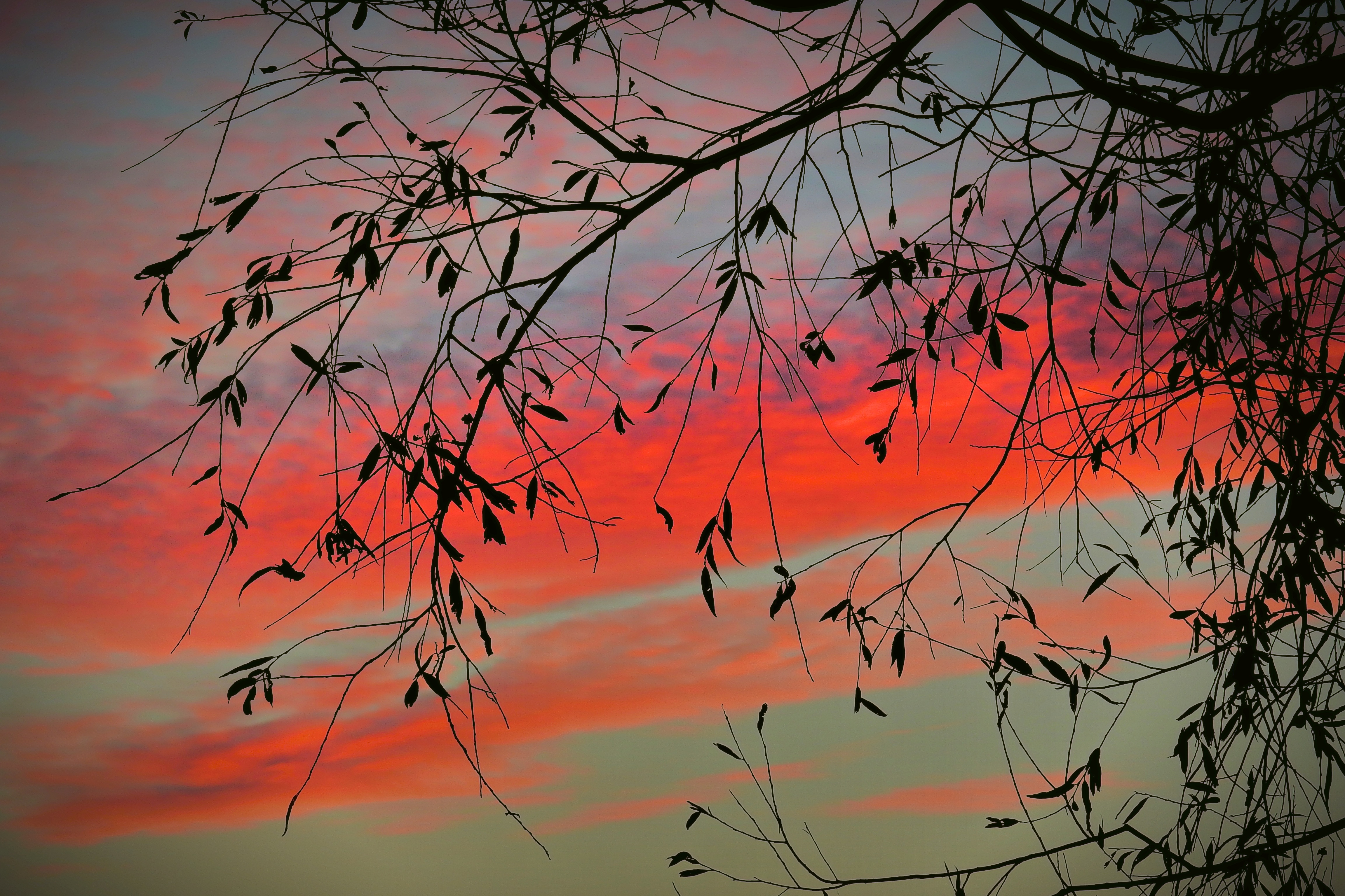 leaves, nature, sunset, sky, twilight, clouds, wood, tree, branch, dusk