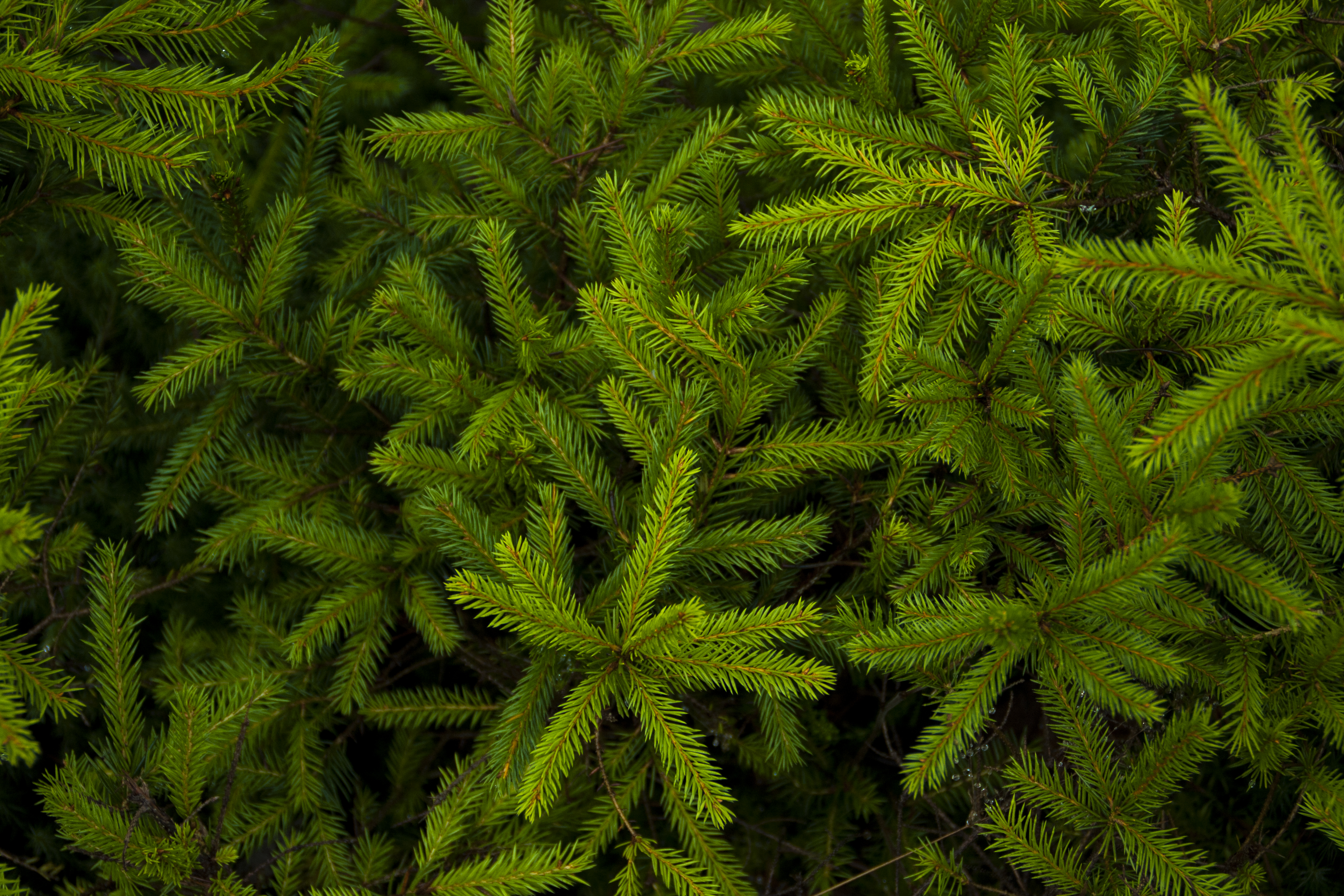spruce, branches, needles, plant Ultrawide Wallpapers