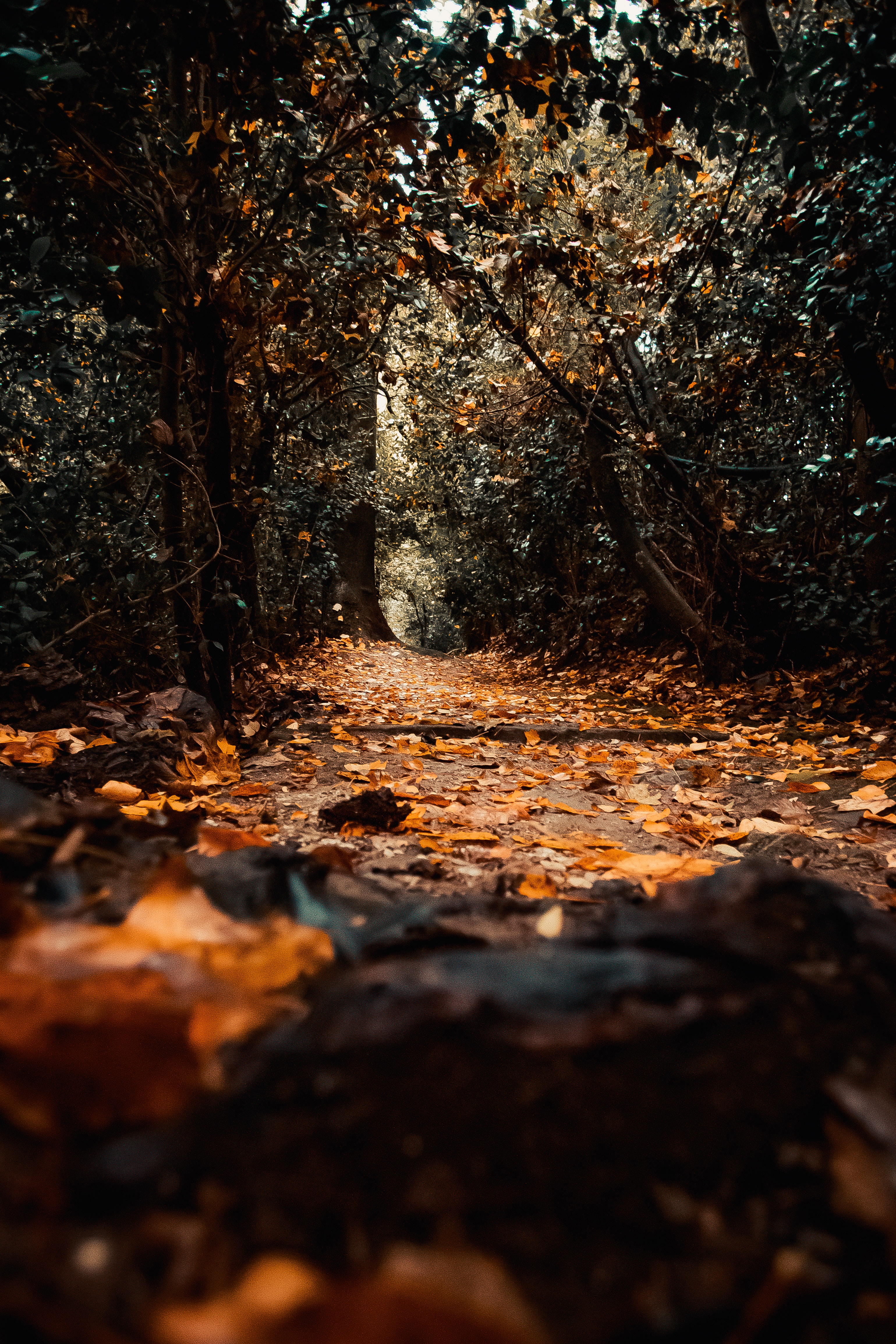 nature, trees, autumn, path, foliage
