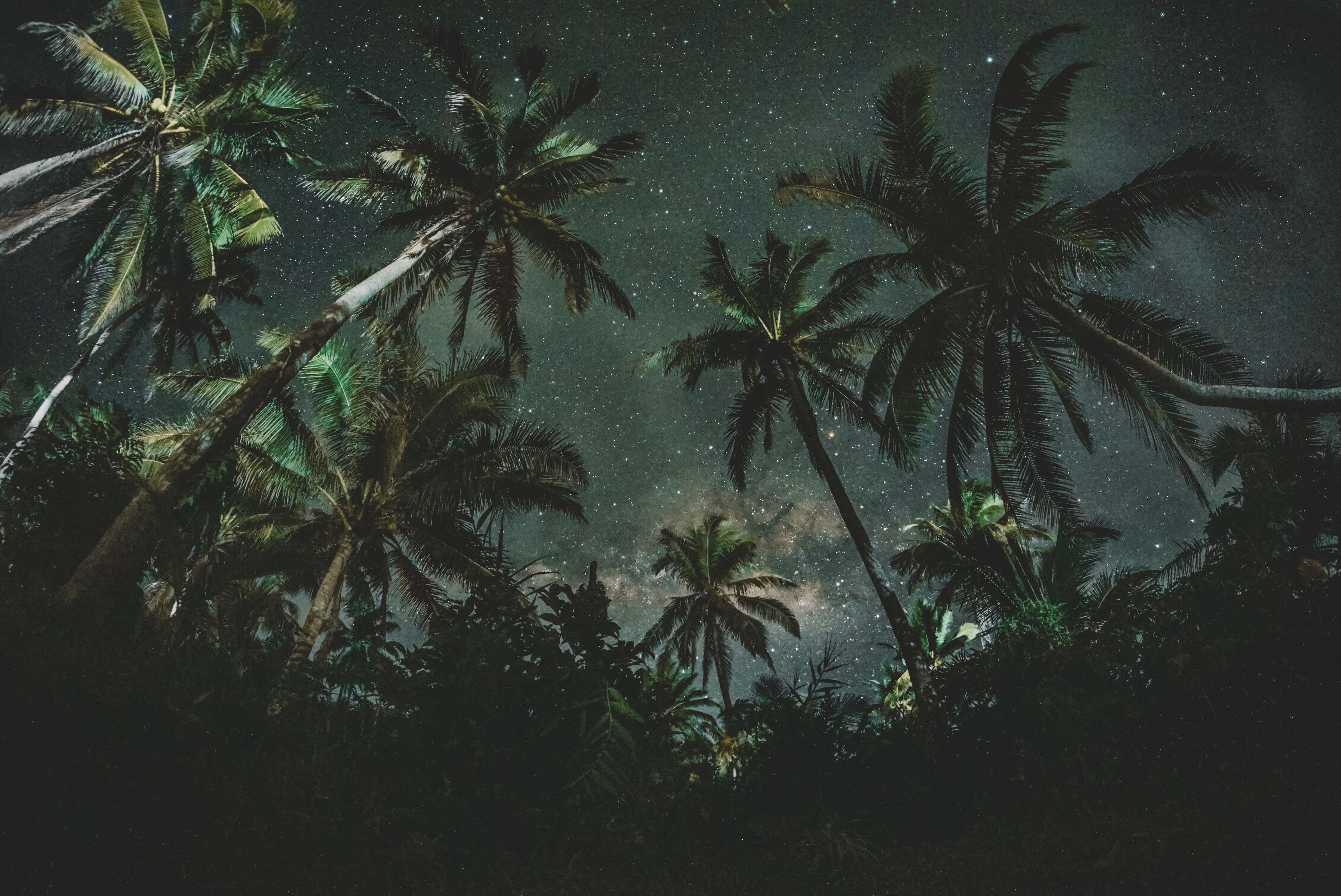 palms, nature, trees, starry sky