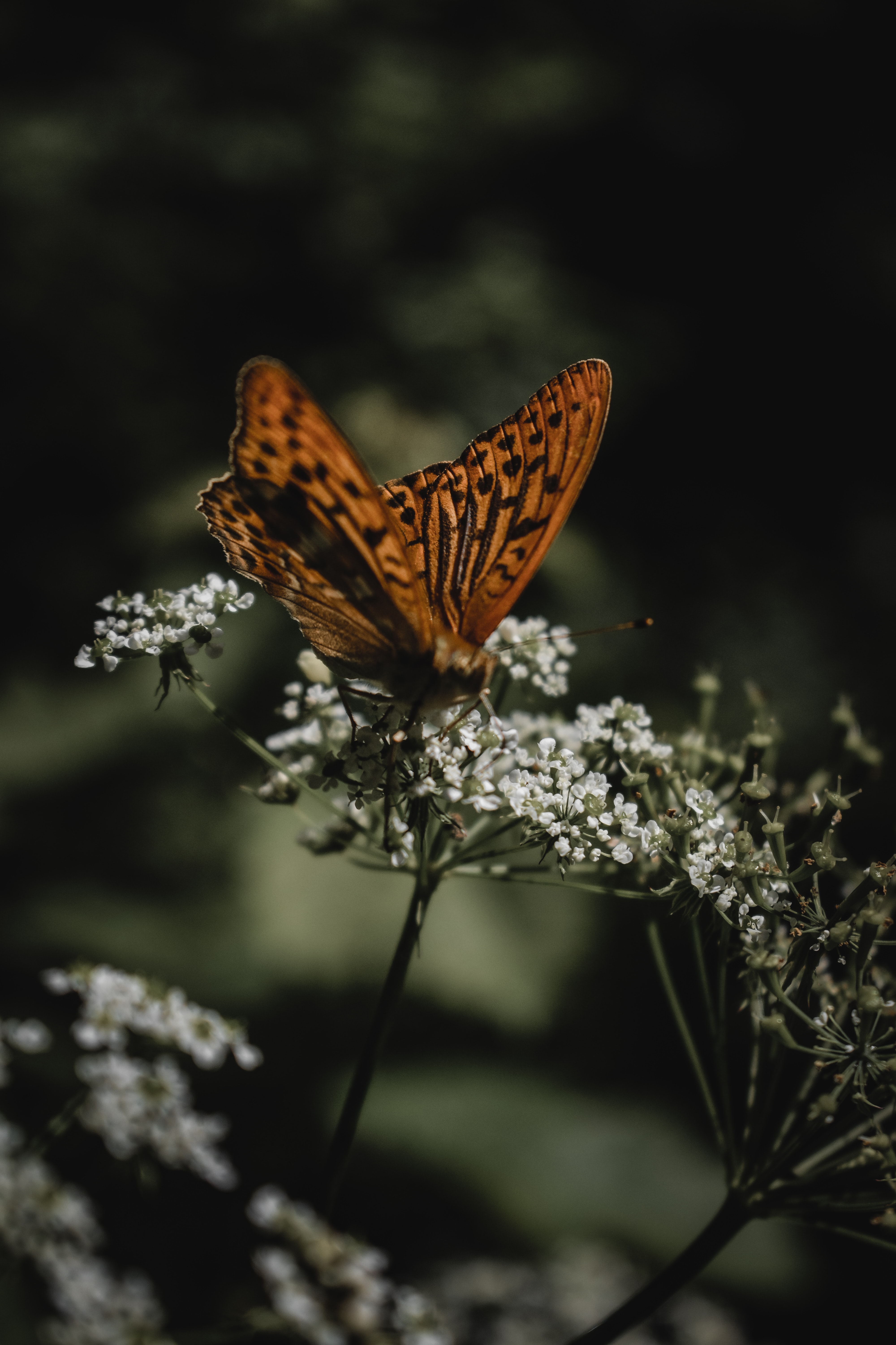 butterfly, animals, flowers, macro, pattern, wings QHD