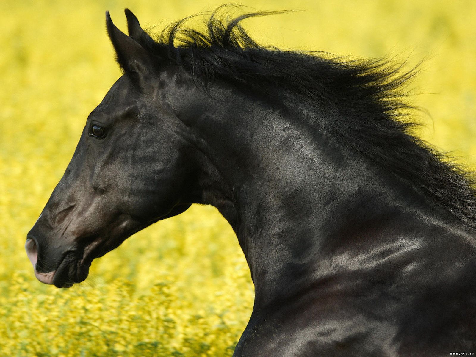 10012 Bild herunterladen pferde, tiere - Hintergrundbilder und Bildschirmschoner kostenlos
