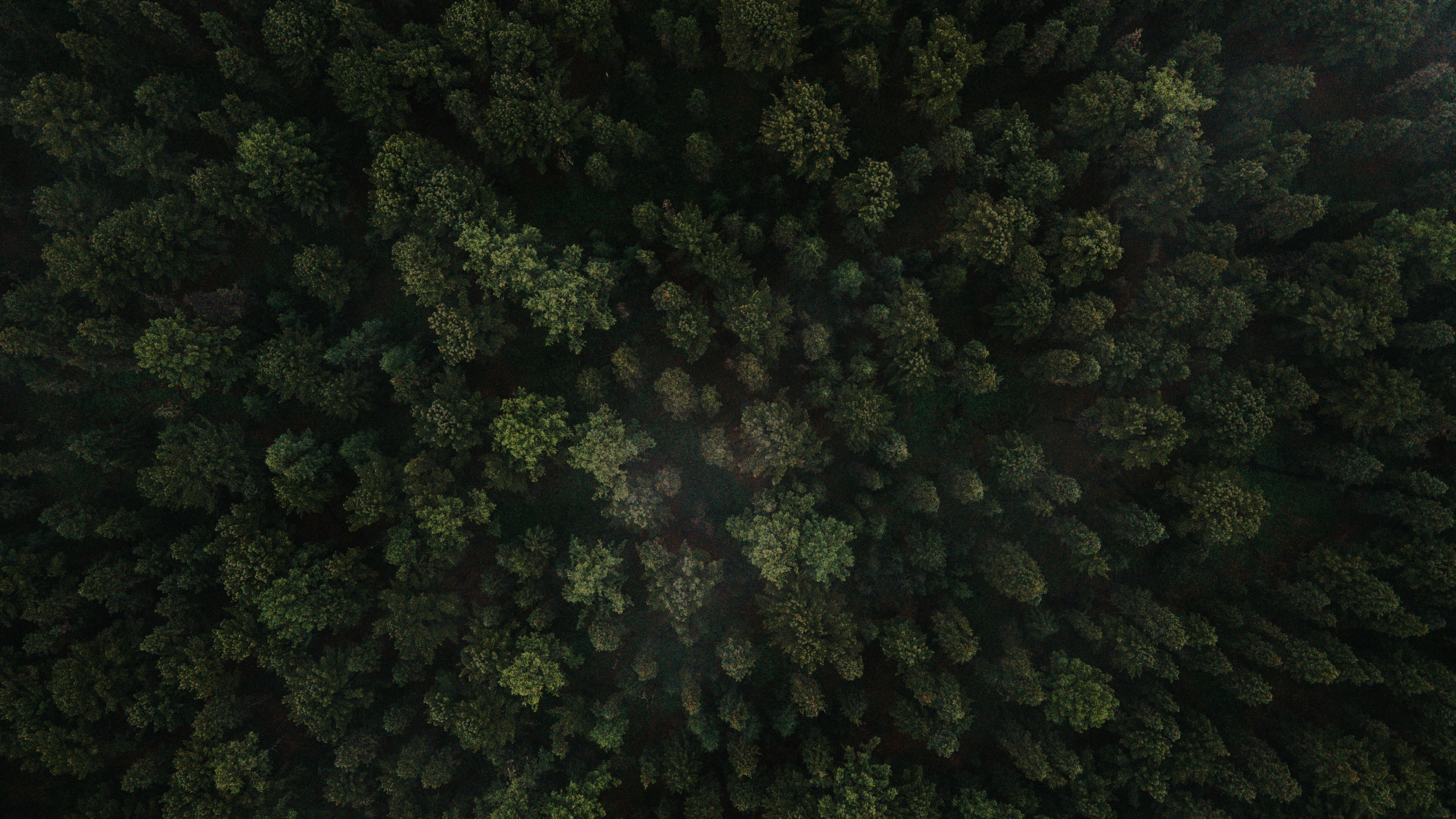 Download mobile wallpaper Fir, Spruce, Trees, Nature, Forest, View From Above for free.