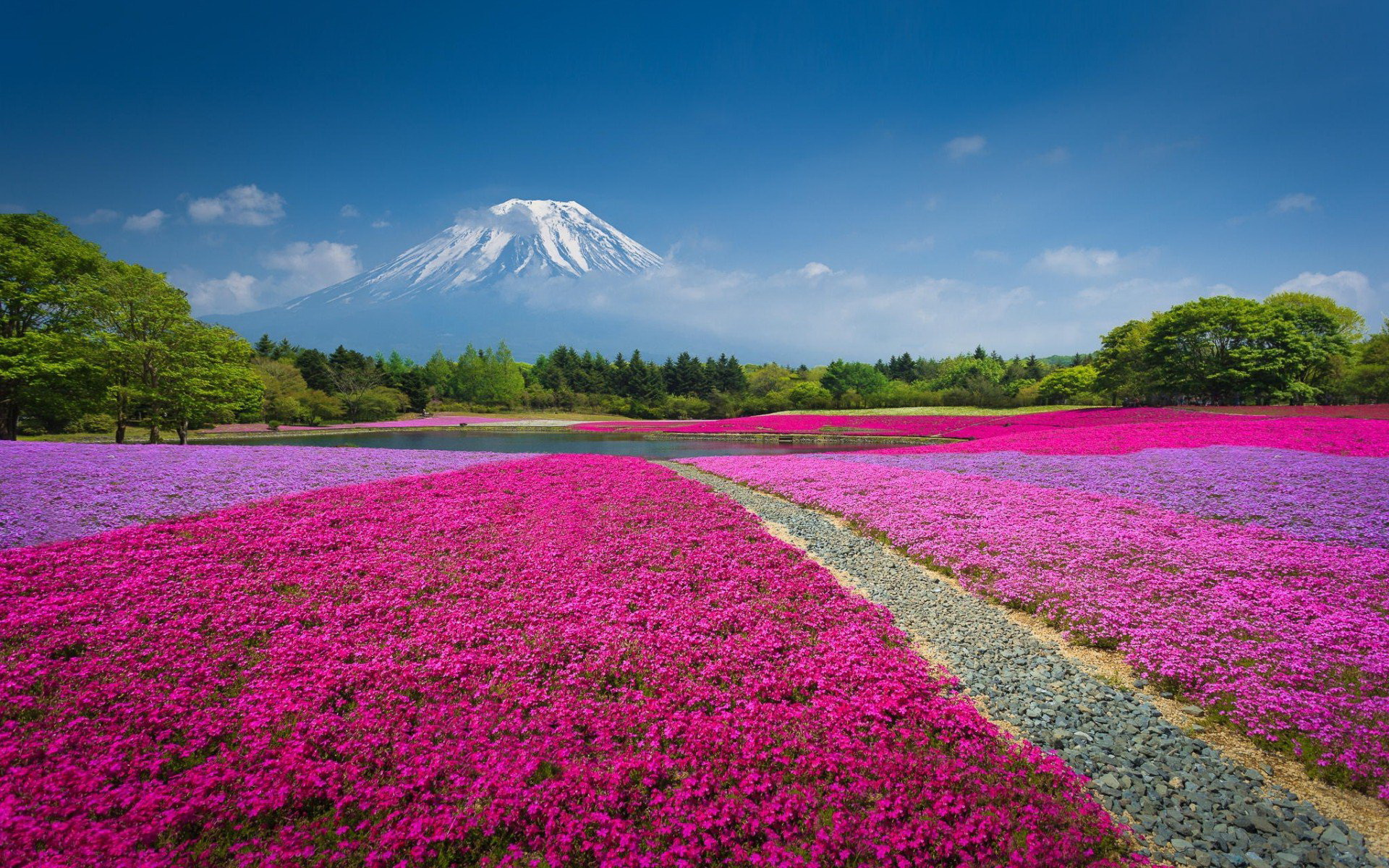 335637壁紙のダウンロード地球, 富士山, 分野, 花, 風景, 自然, 春, 火山-スクリーンセーバーと写真を無料で