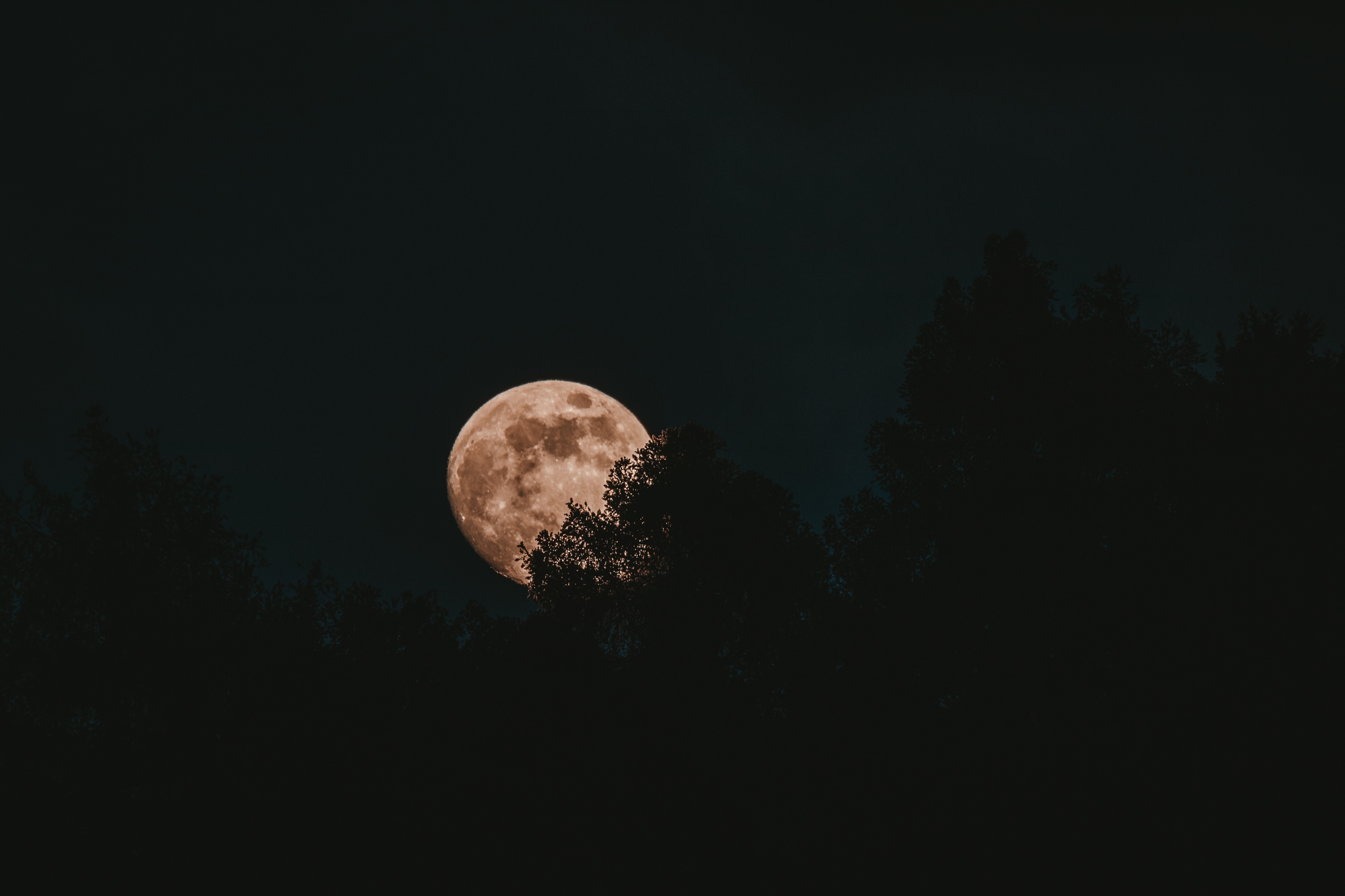 95621 descargar fondo de pantalla luna, árboles, noche, oscuro, luna llena: protectores de pantalla e imágenes gratis