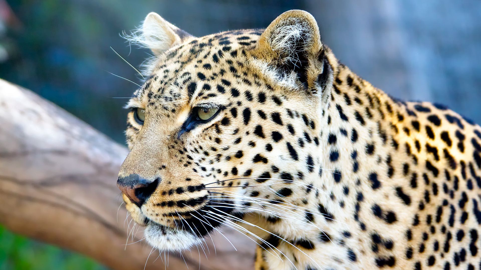 56391 Hintergrundbild herunterladen tiere, leopard, schnauze, farbe, raubtier, predator, große katze, big cat - Bildschirmschoner und Bilder kostenlos