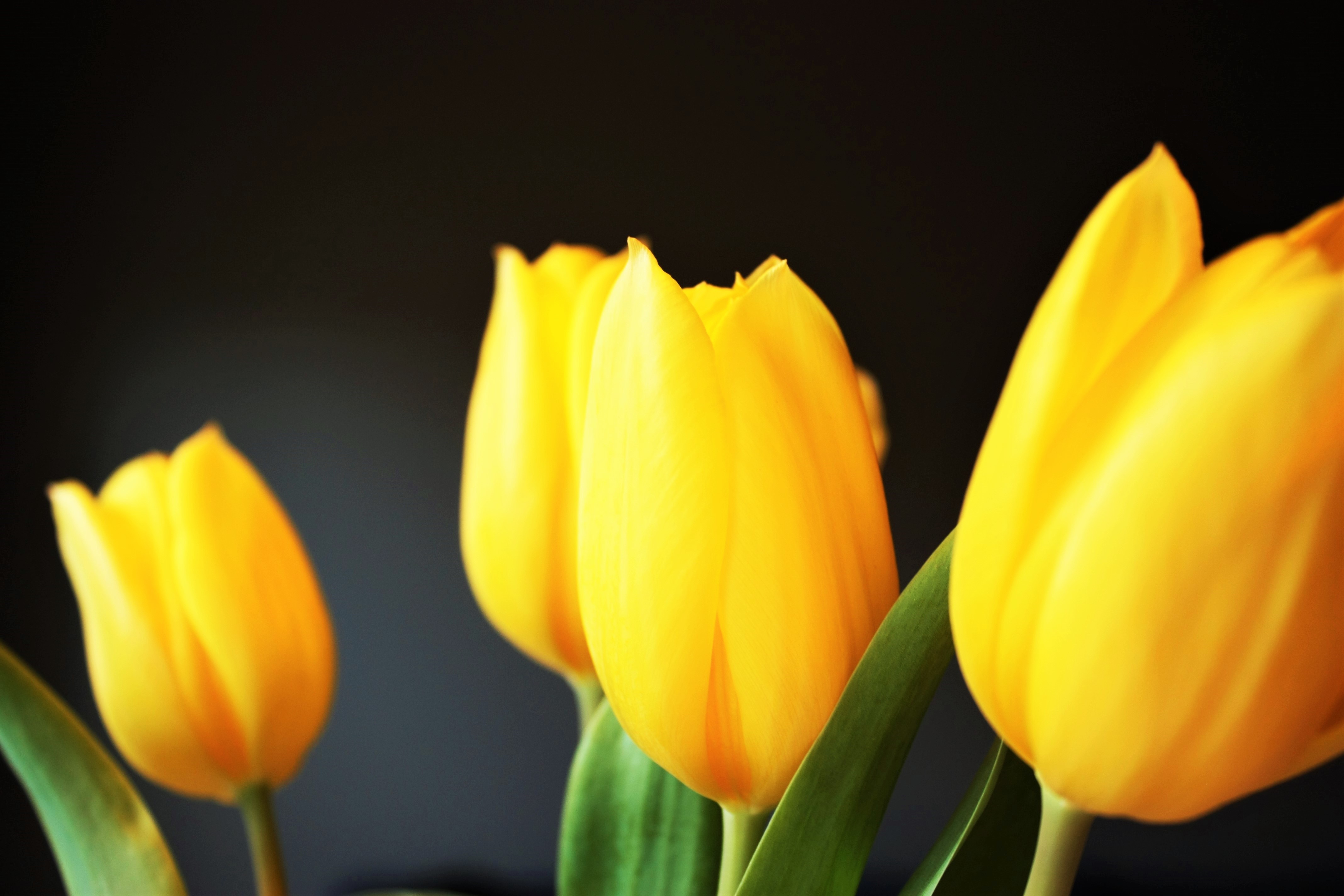 114008 Hintergrundbilder und Tulip Bilder auf dem Desktop. Laden Sie unschärfe, blumen, gelb, glatt Bildschirmschoner kostenlos auf den PC herunter