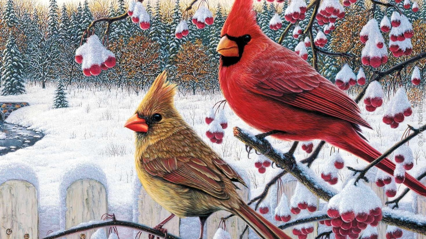 Птицы и животные какой жанр. Свиристель и красный Кардинал. Птицы зимой. Птицы зимой картинки.