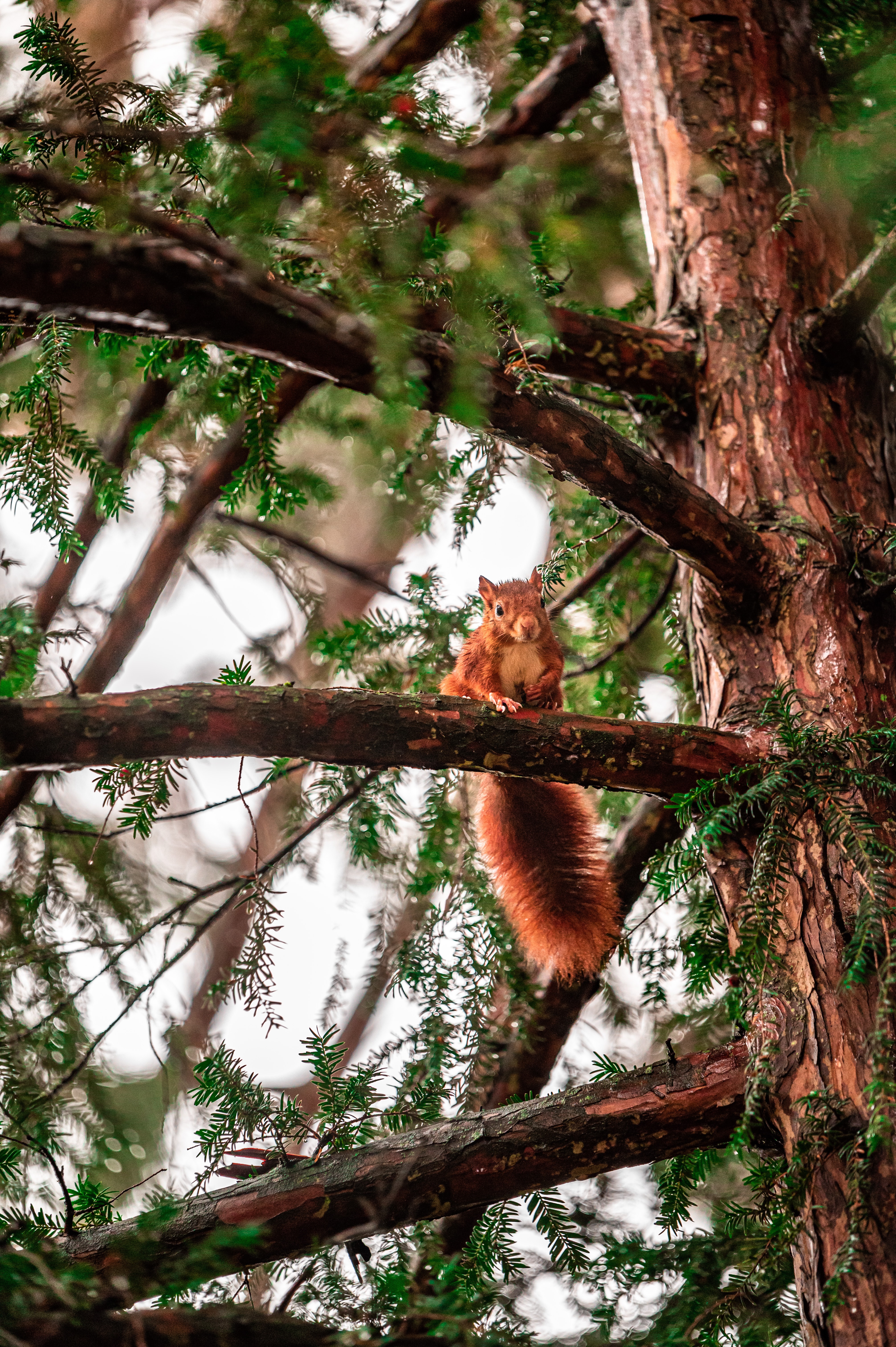 wood, animals, squirrel, tree, branches, animal HD wallpaper