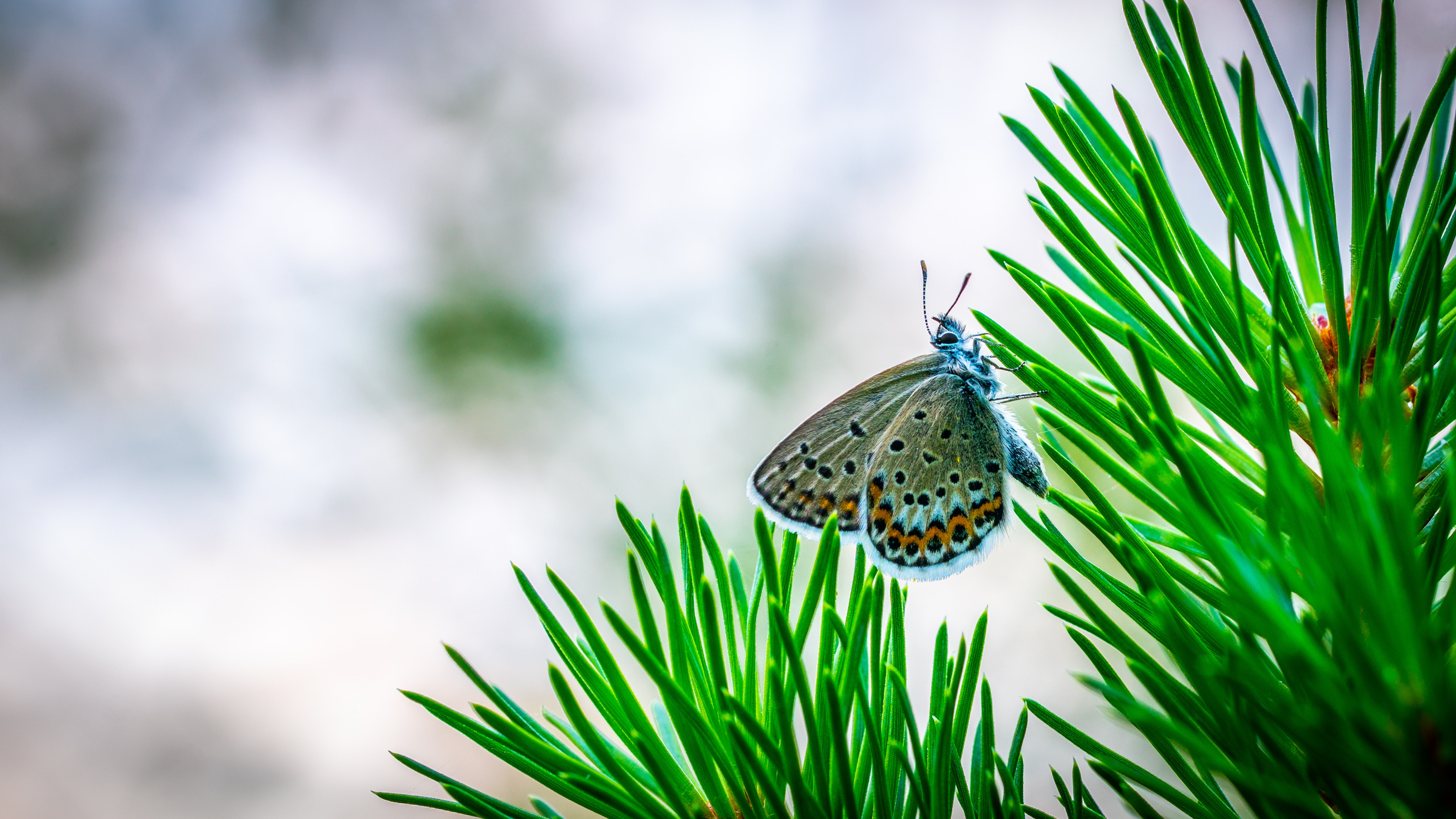 69020 download wallpaper needle, macro, branch, insect, spruce, fir, butterfly screensavers and pictures for free