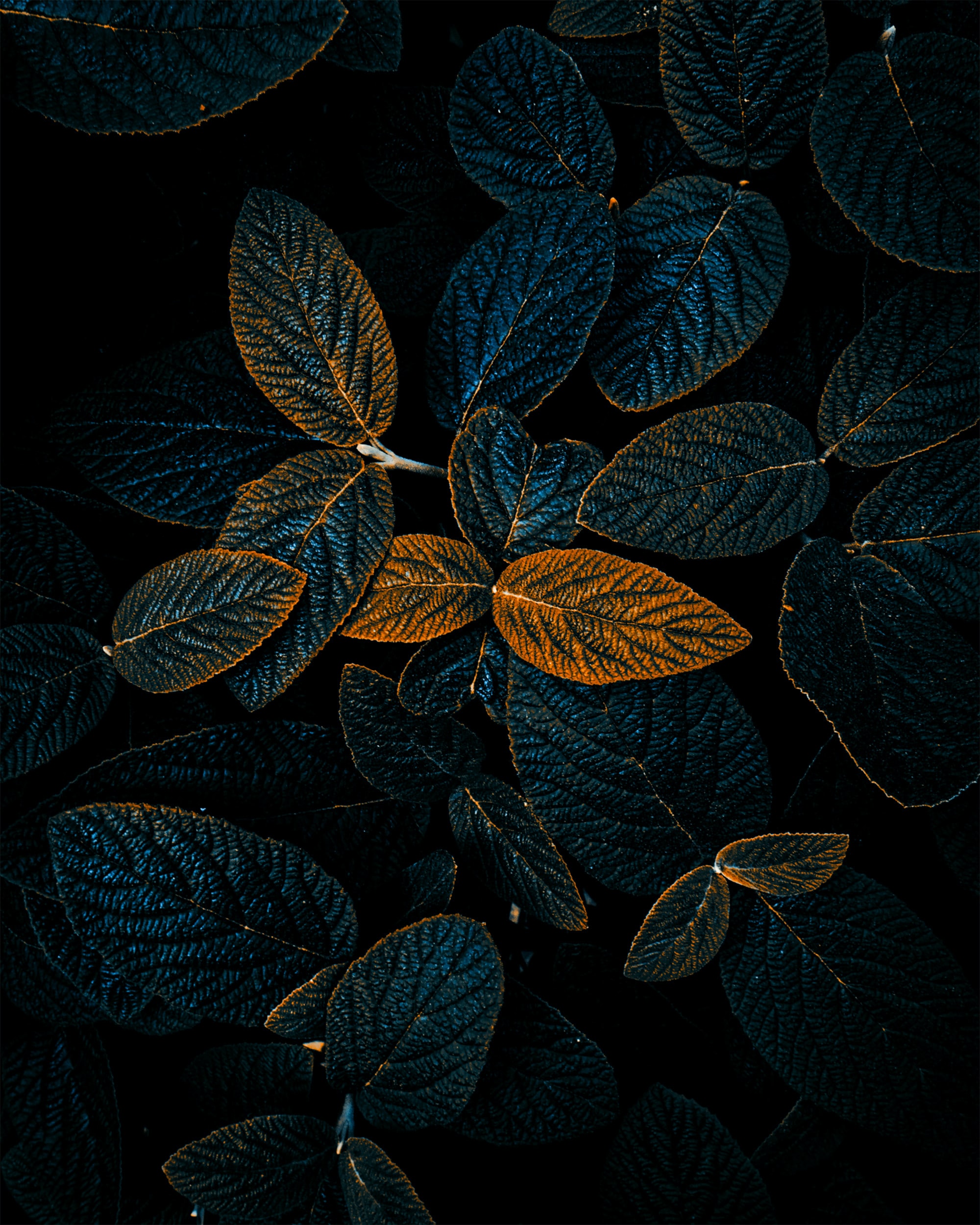dark, nature, leaves, plant, veins