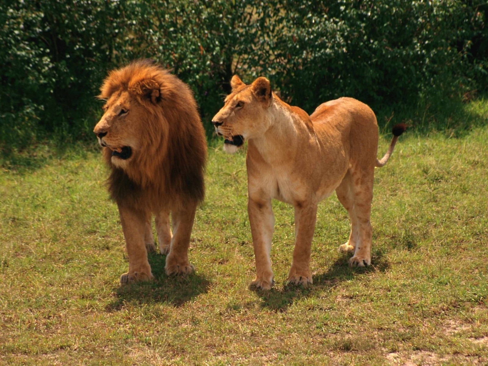 6780 descargar fondo de pantalla leones, animales: protectores de pantalla e imágenes gratis
