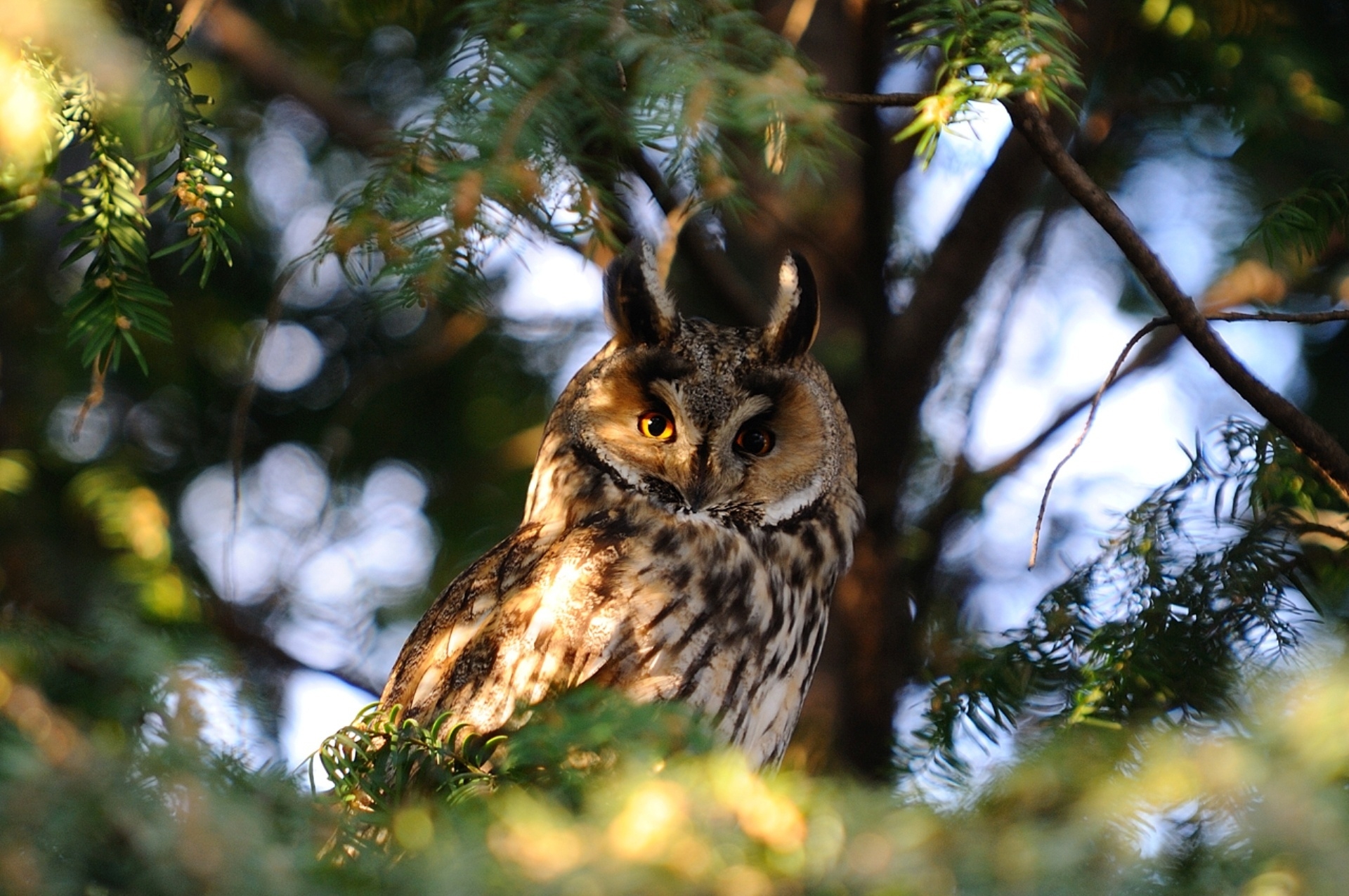sit, shadow, animals, predator Owl HD Android Wallpapers