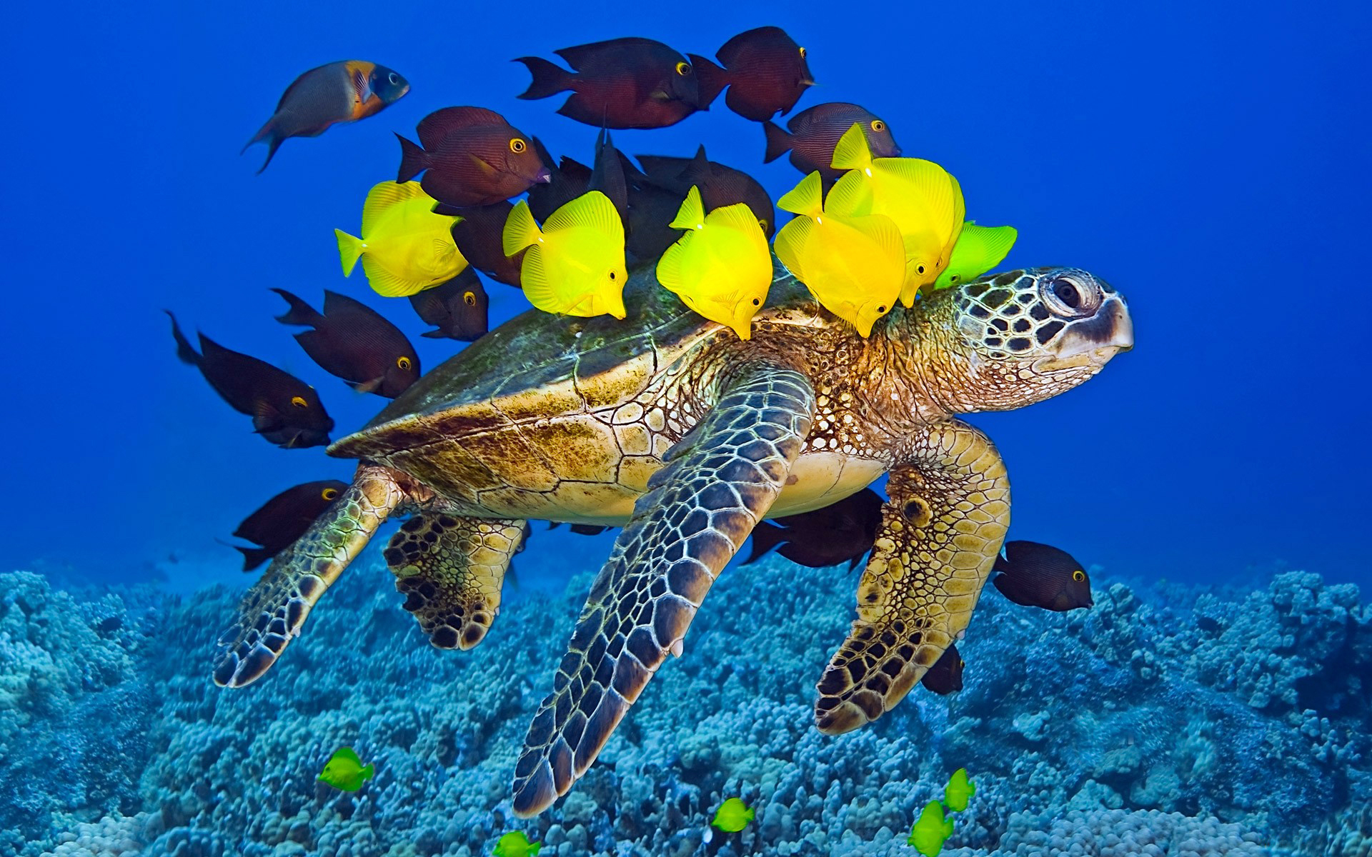 wallpapers sea turtle, turtles, animal