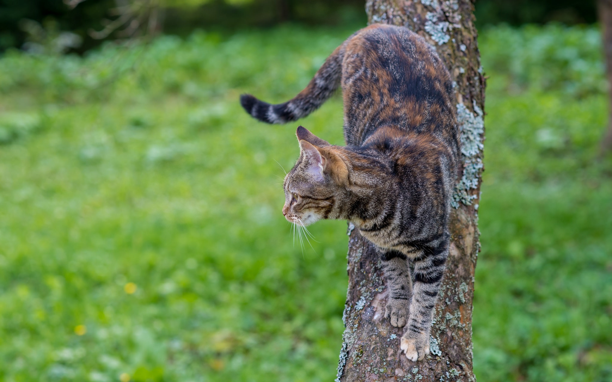 Кошка лезет. Кошка спускается с дерева. Кот карабкается. Кошки лазить по деревьям. Кошка лазает.