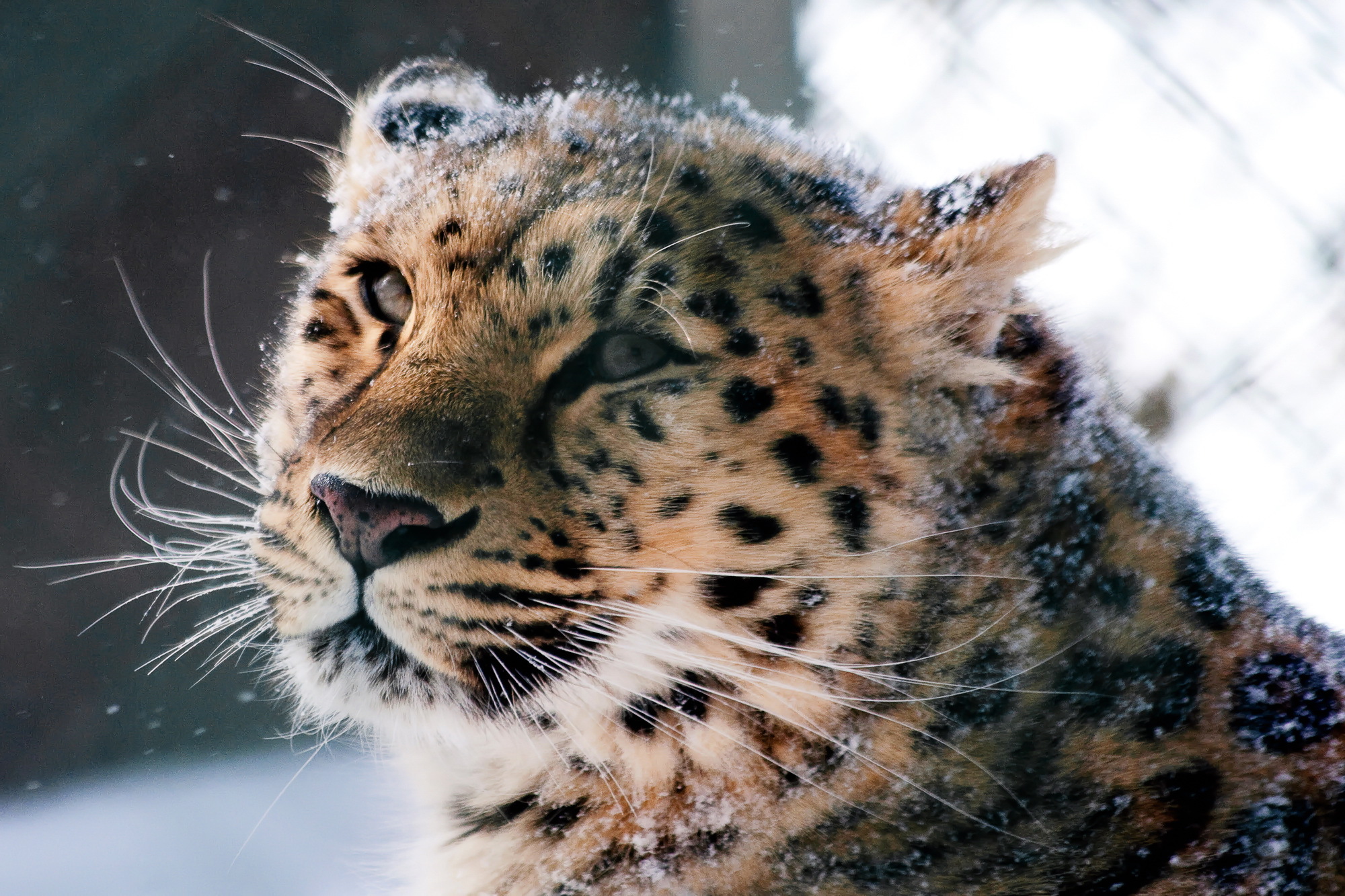 131622 Hintergrundbild herunterladen tiere, schnee, amur-leopard, leopard, schnauze, wilde katze, wildkatze - Bildschirmschoner und Bilder kostenlos
