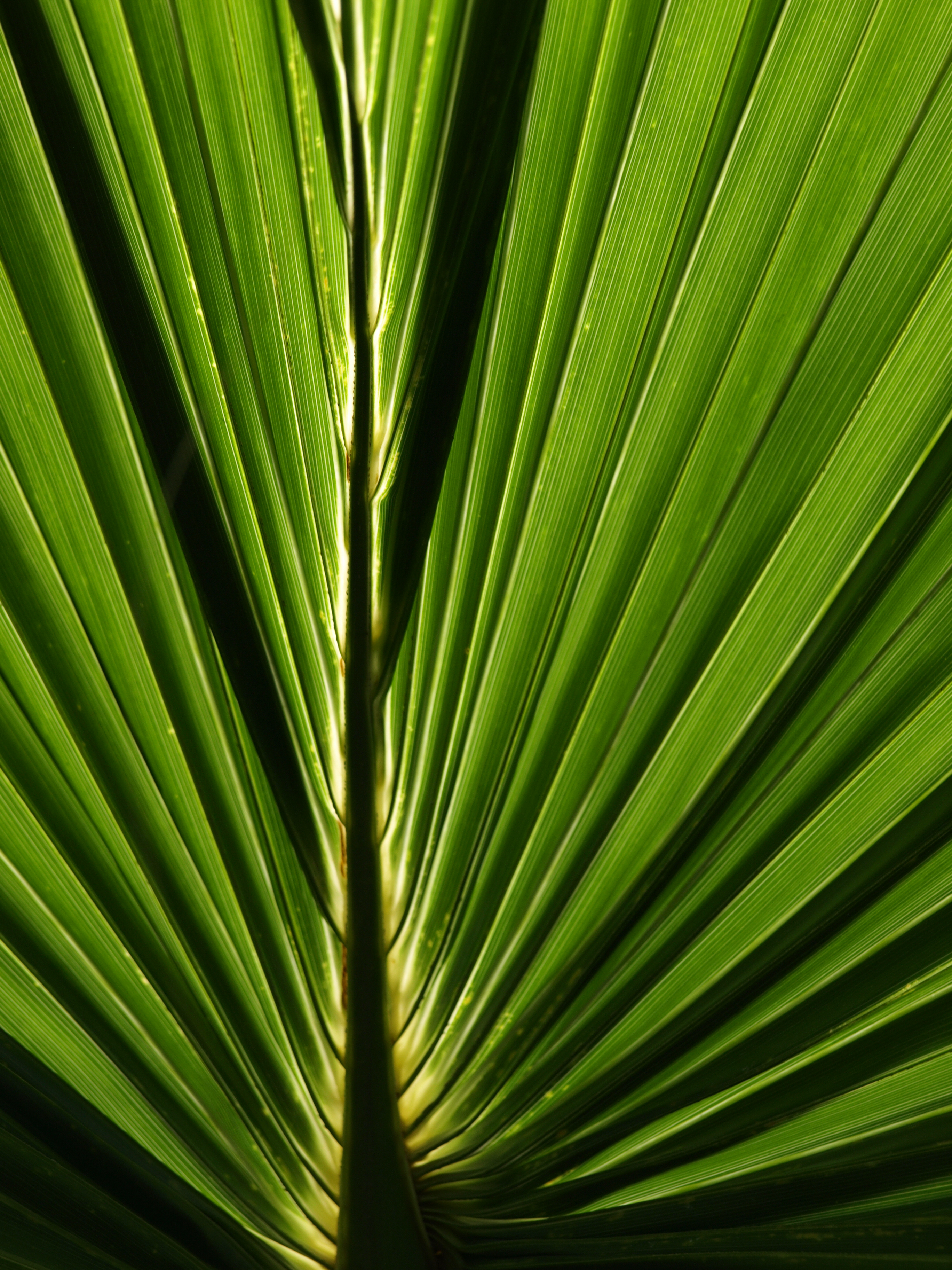 Horizontal Wallpaper Palm macro, green, close up, leaflet