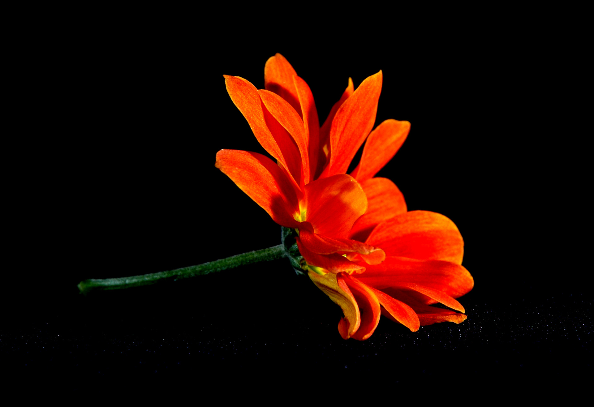 HQ Orange Flower Background