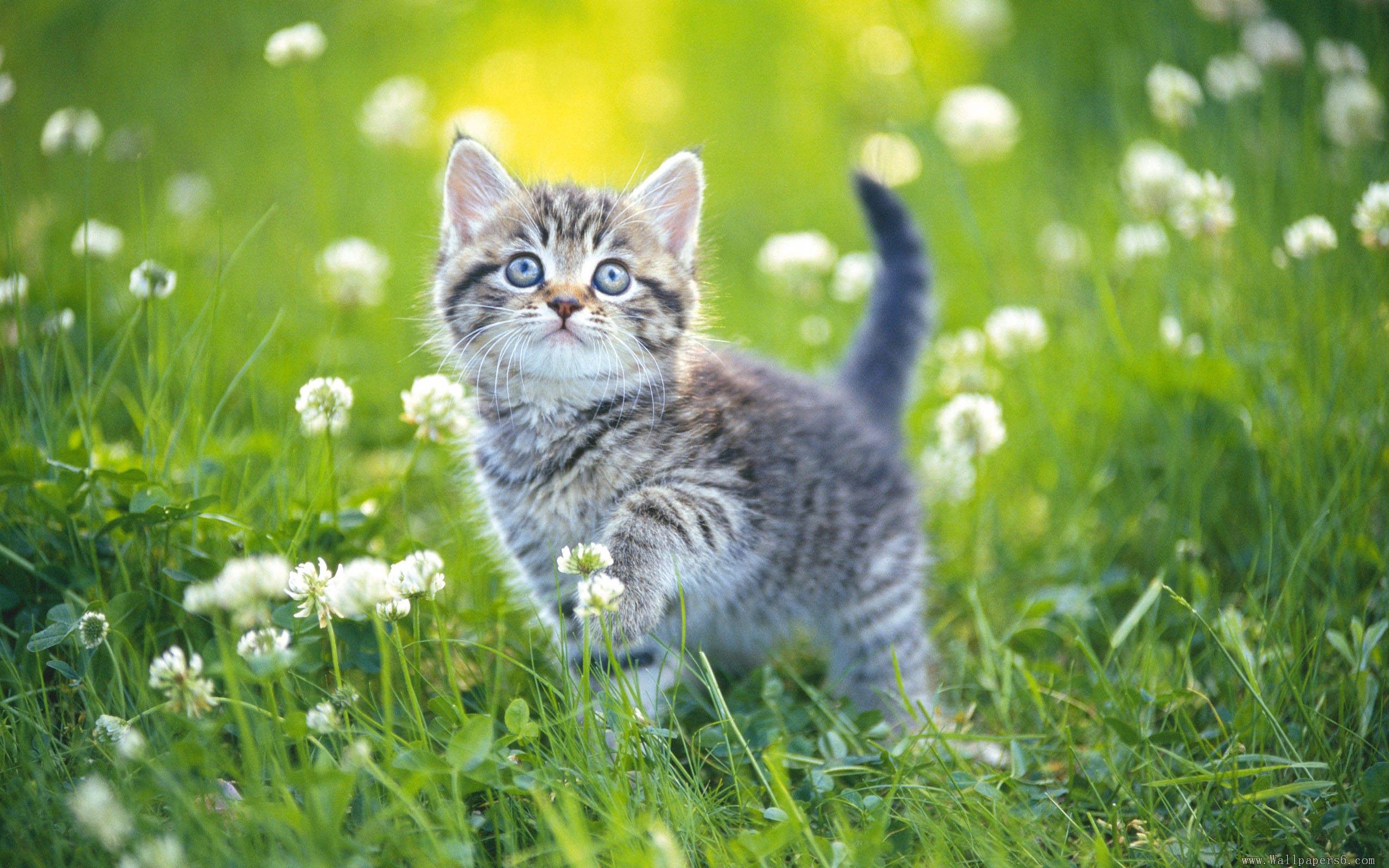 Laden Sie das Tiere, Blumen, Grass, Kätzchen, Gestreift-Bild kostenlos auf Ihren PC-Desktop herunter