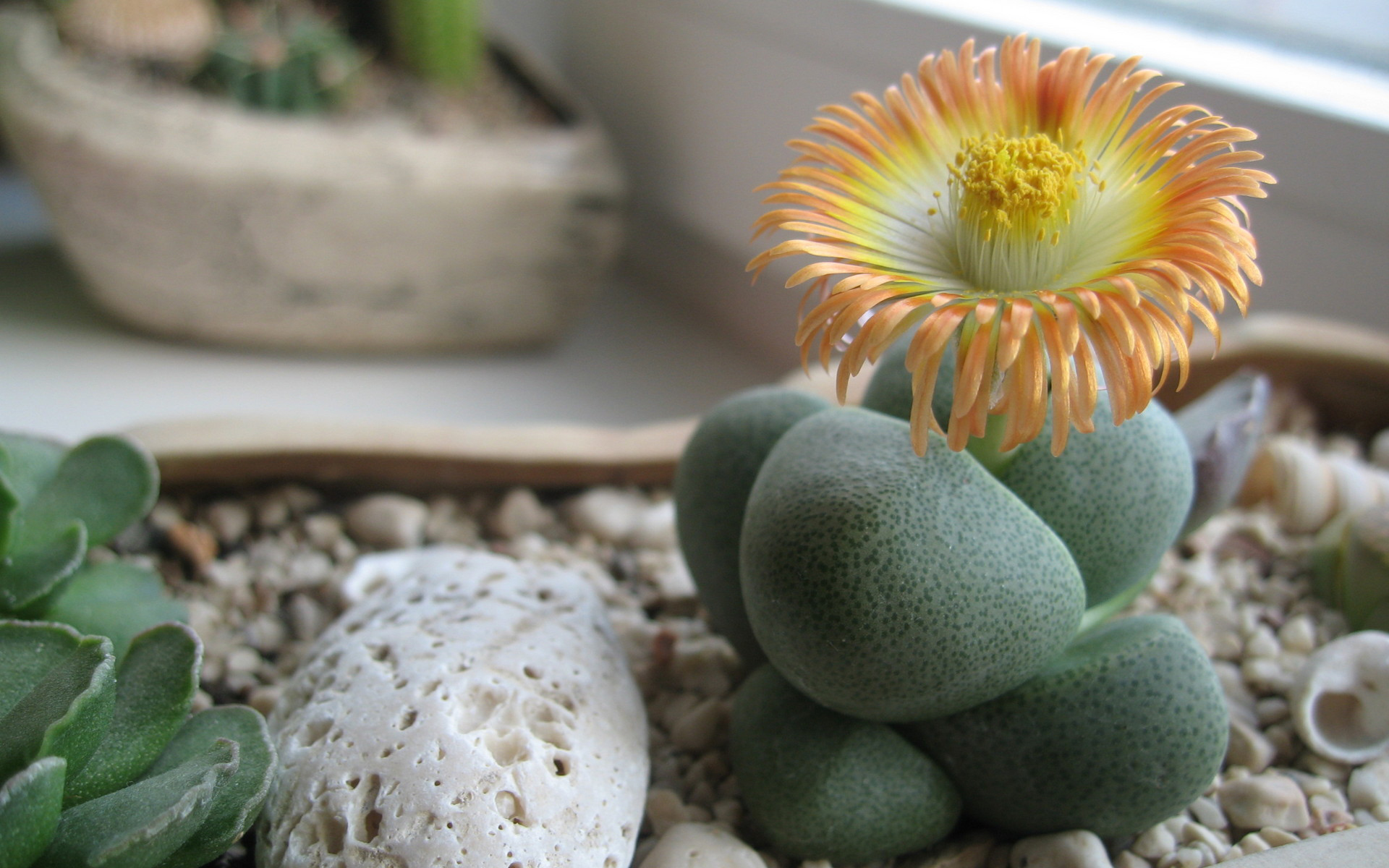 Каменный цветок фото растение комнатное