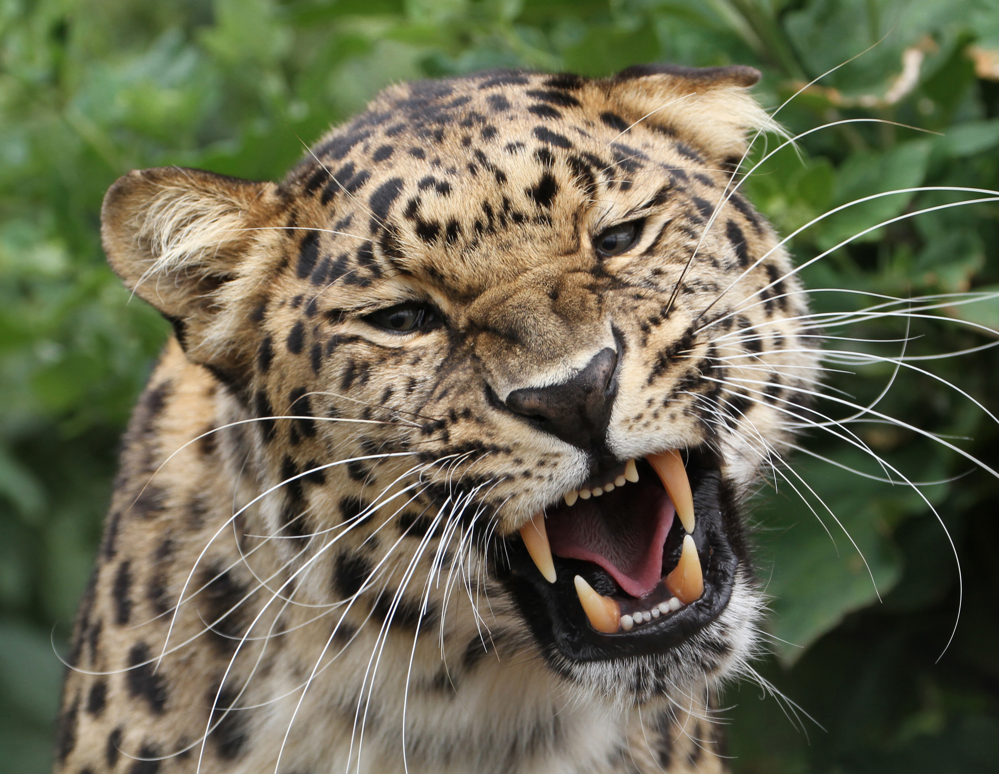 109024 Hintergrundbild herunterladen tiere, leopard, grinsen, grin, raubtier, predator, große katze, big cat, wilde natur, wildlife - Bildschirmschoner und Bilder kostenlos