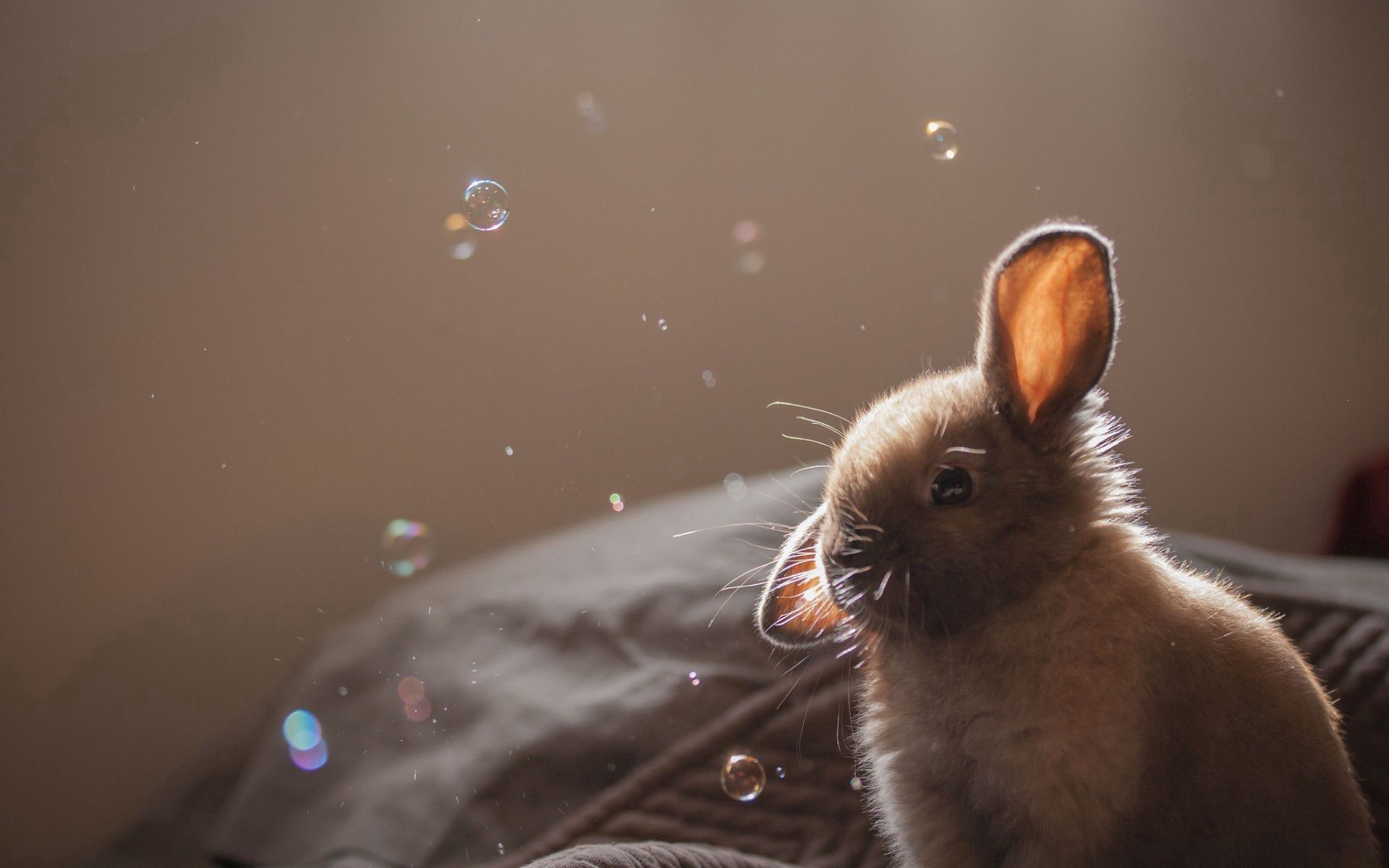 63850 скачать обои мыльные пузыри, кролик, животные, уши - заставки и картинки бесплатно