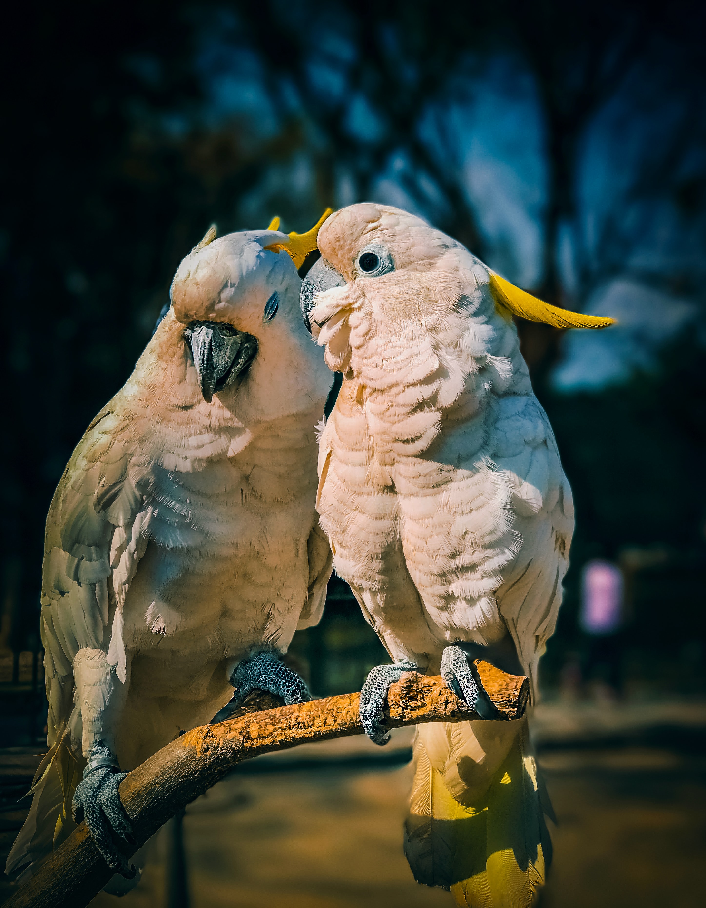 parrots, birds, love, animals, cockatoo Phone Background