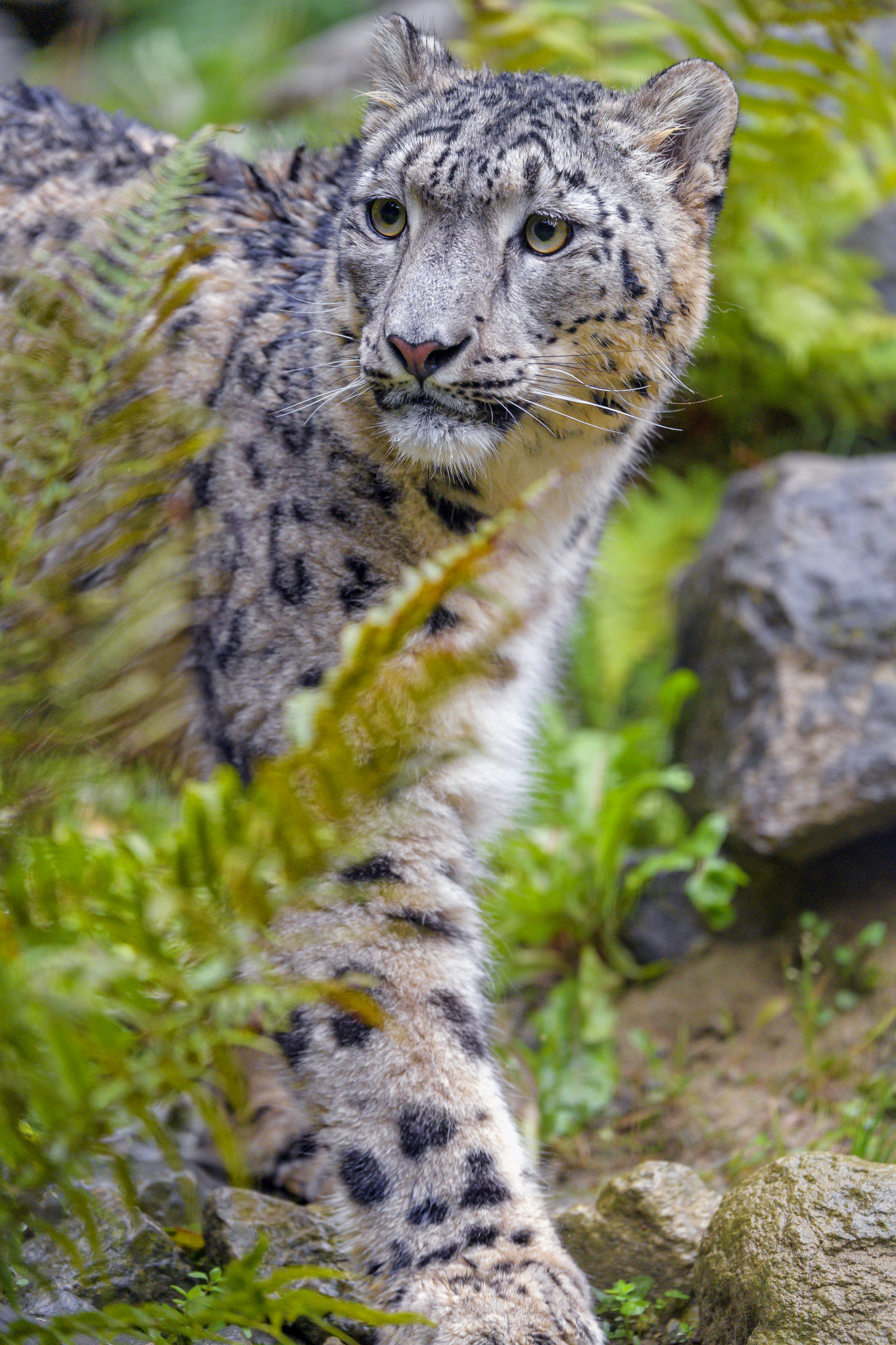 63535 économiseurs d'écran et fonds d'écran Snow Leopard sur votre téléphone. Téléchargez prédateur, irbis, animaux, fauve images gratuitement