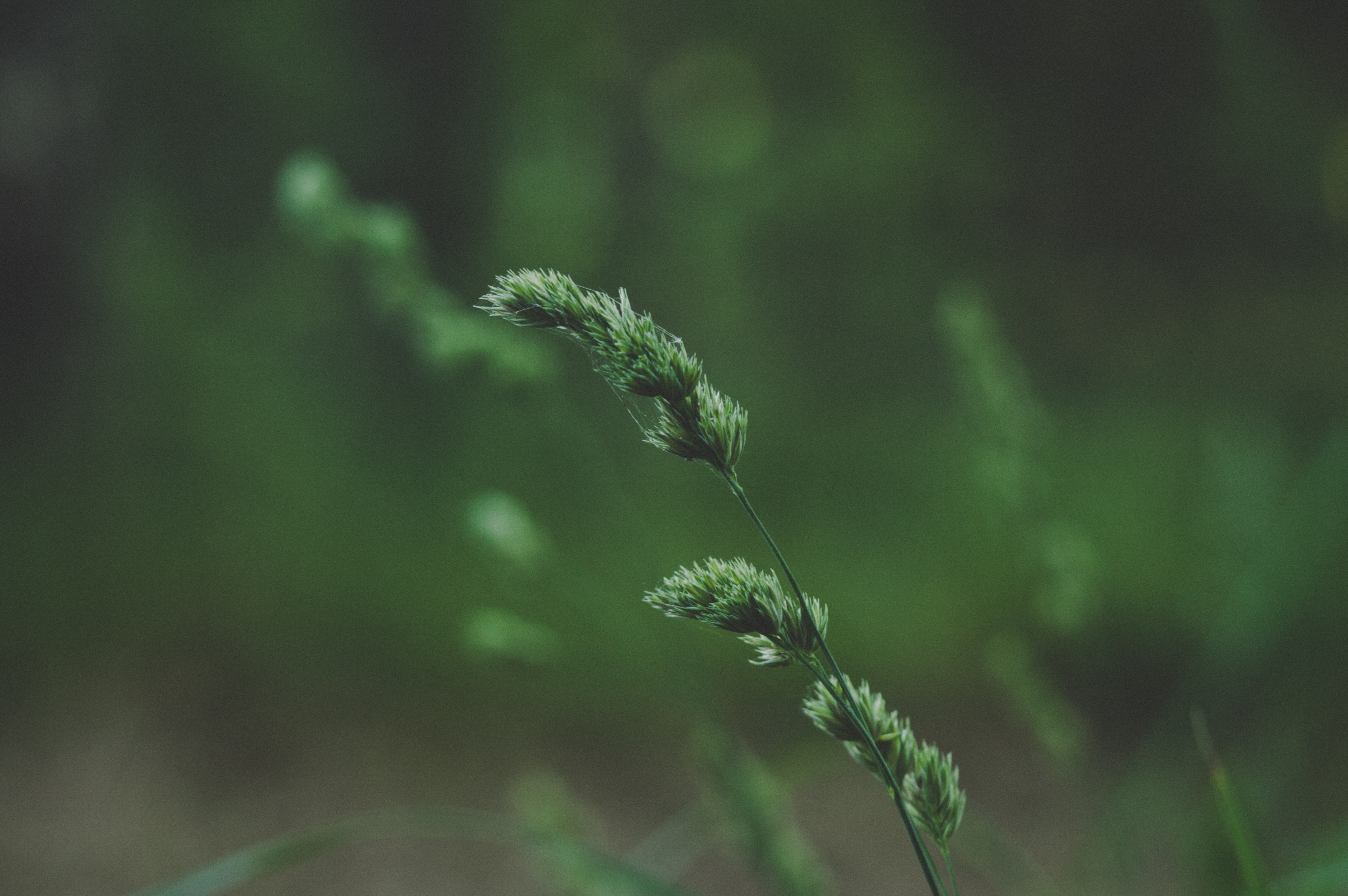 plant, green, macro, grass HD Phone wallpaper
