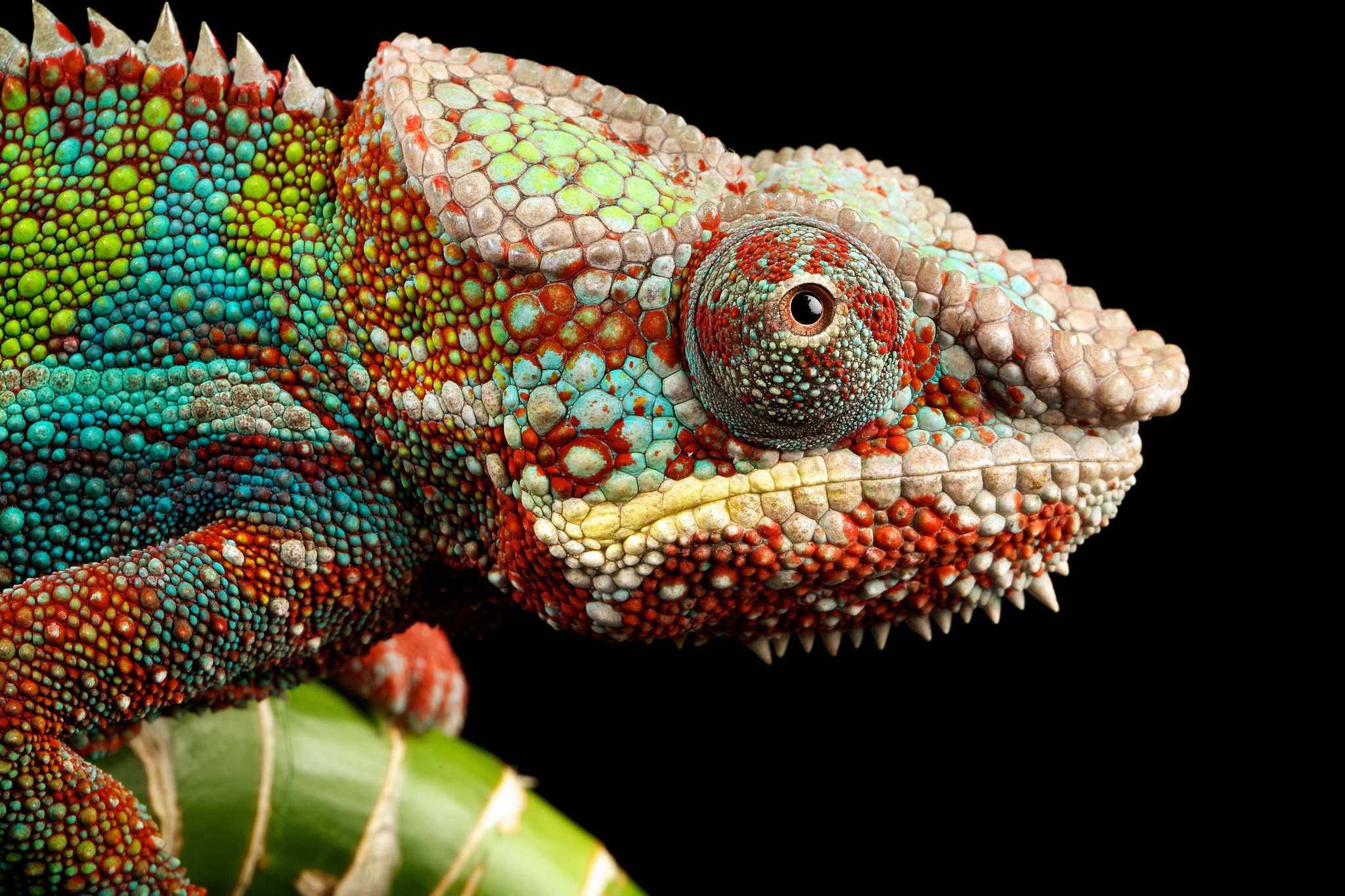 Laden Sie das Tiere, Sicht, Meinung, Reptil, Reptile, Chamäleon-Bild kostenlos auf Ihren PC-Desktop herunter