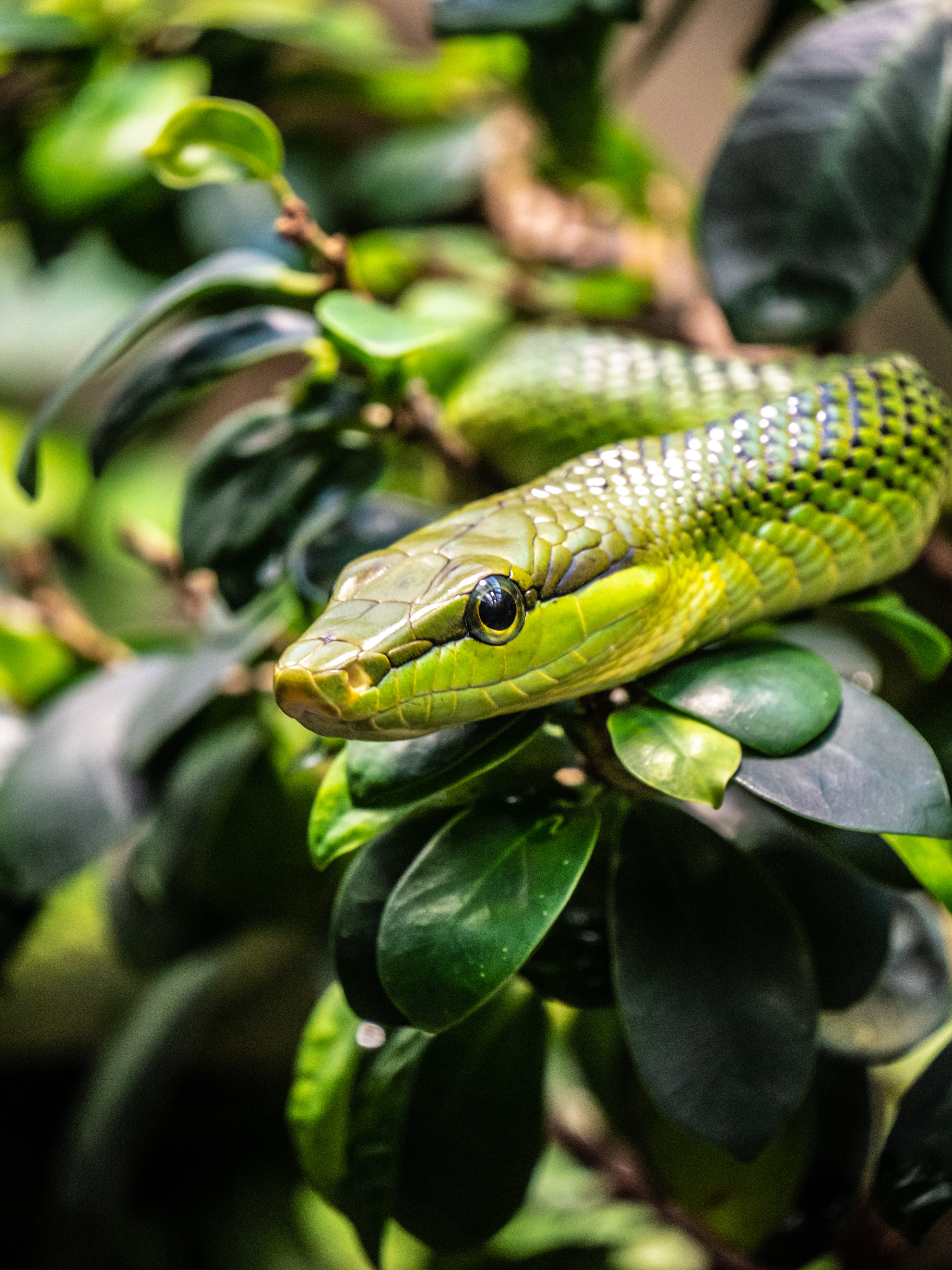 Laden Sie das Tiere, Reptil, Reptile, Schlange, Waage, Skala-Bild kostenlos auf Ihren PC-Desktop herunter
