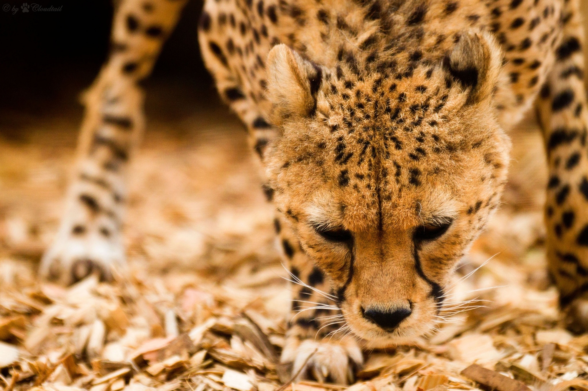 Laden Sie das Tiere, Schnauze, Gepard, Wildkatze, Wilde Katze-Bild kostenlos auf Ihren PC-Desktop herunter