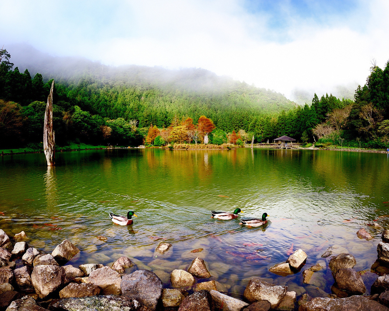 birds, trees, animals, landscape, ducks, mountains, lakes wallpapers for tablet