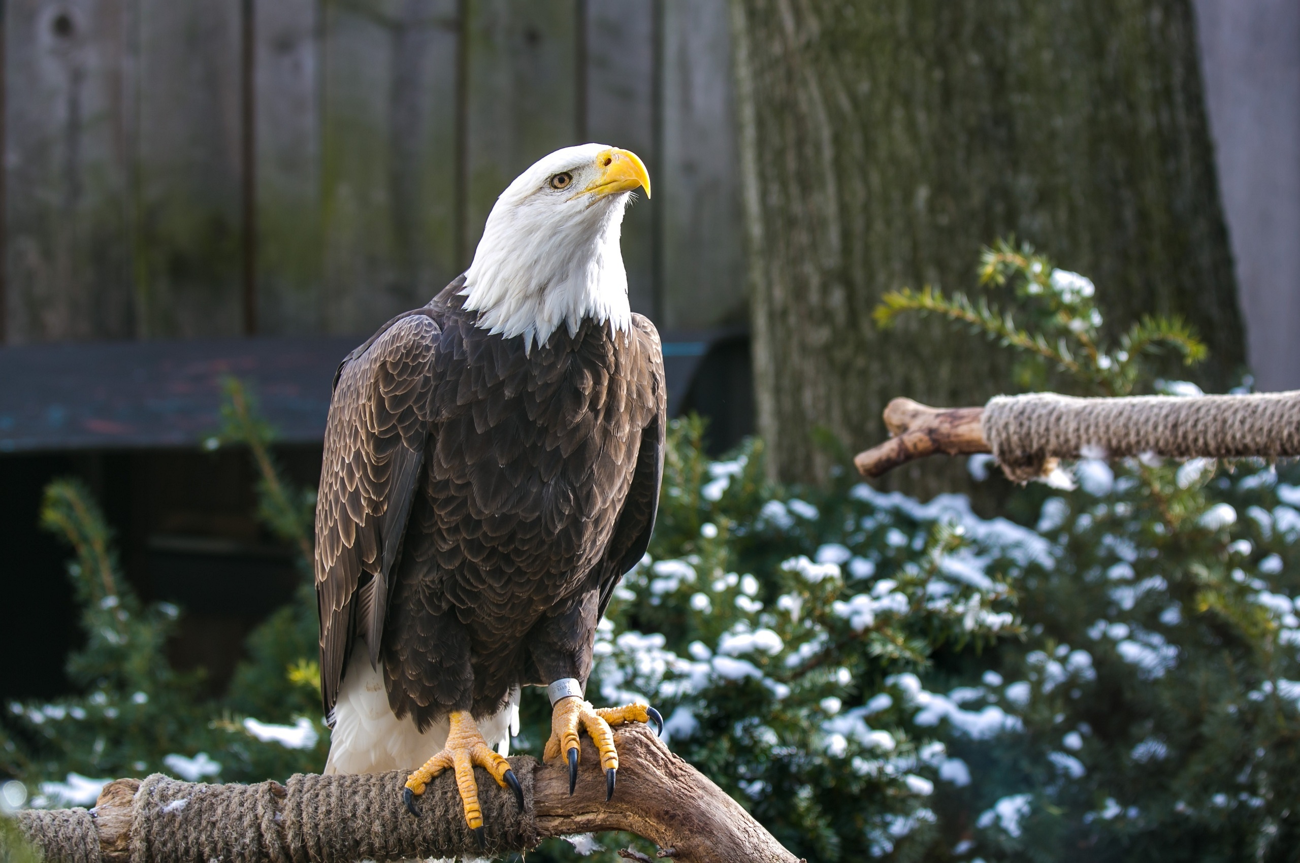 predator, eagle, bird, animals, beak, paws, bald eagle, white-headed eagle 5K