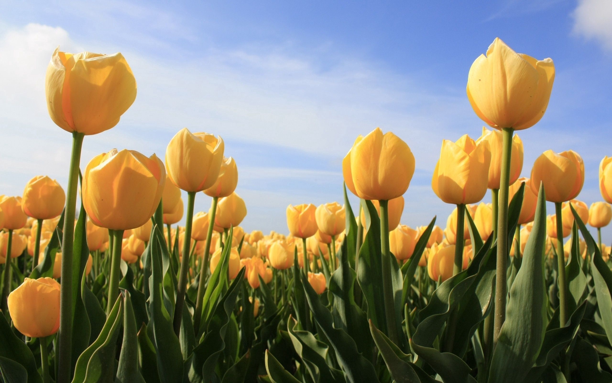 104779 Hintergrundbild herunterladen tulpen, blumen, sky, gelb, sonnig, sonnigen - Bildschirmschoner und Bilder kostenlos