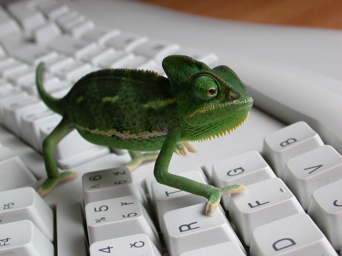 39935 Hintergrundbilder und Lizards Bilder auf dem Desktop. Laden Sie chamäleons, tiere, grau Bildschirmschoner kostenlos auf den PC herunter