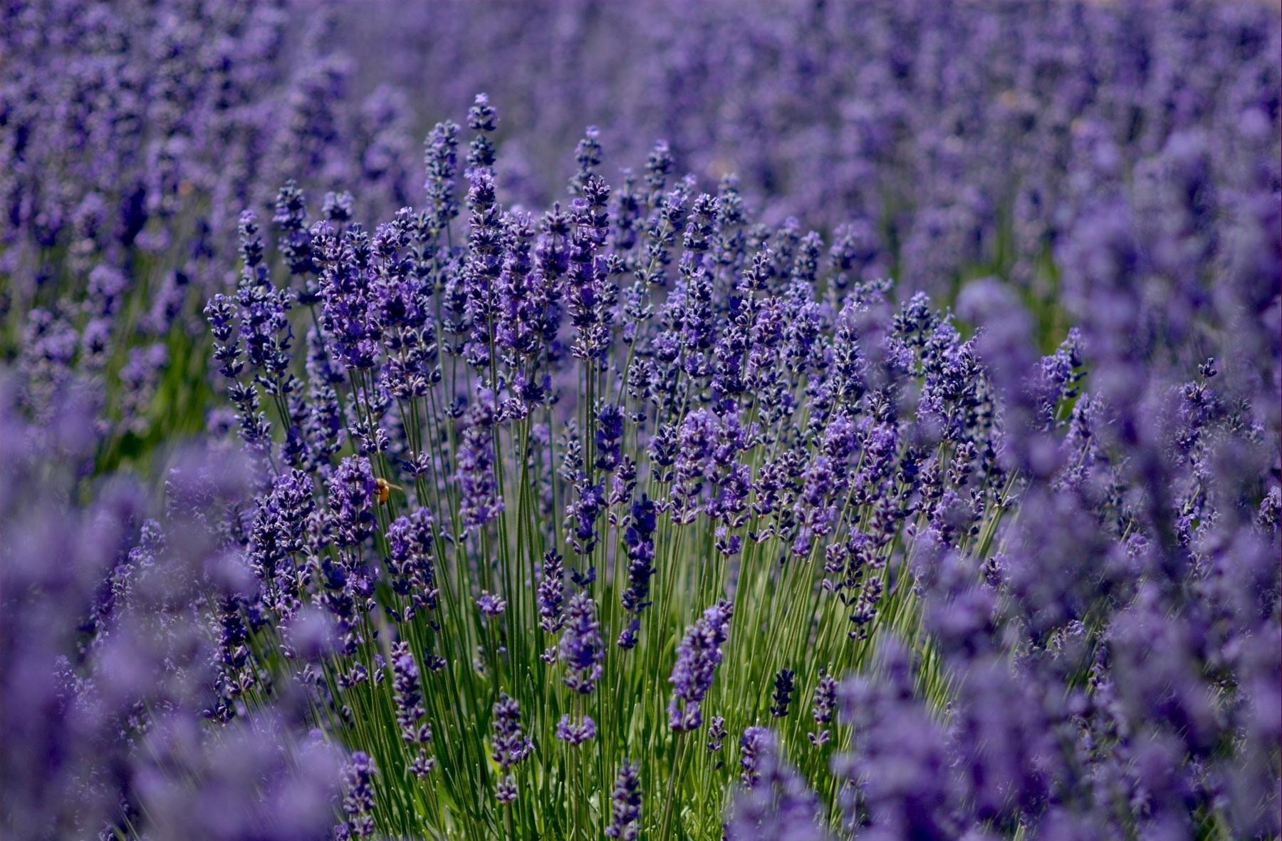 Laden Sie das Blumen, Feld, Lavendel, Schärfe-Bild kostenlos auf Ihren PC-Desktop herunter