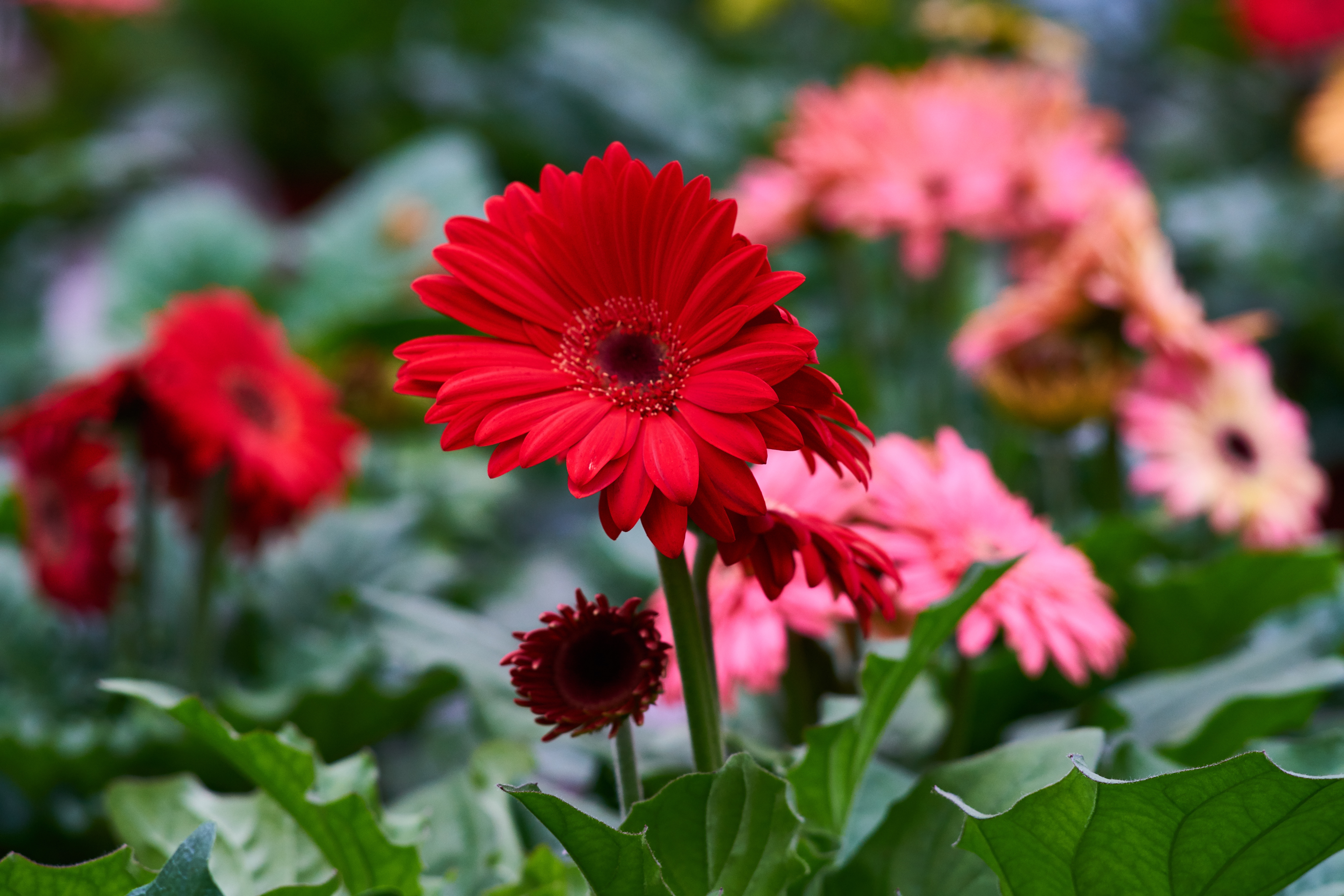 gerbera, flower, flowers, red, flower bed, flowerbed