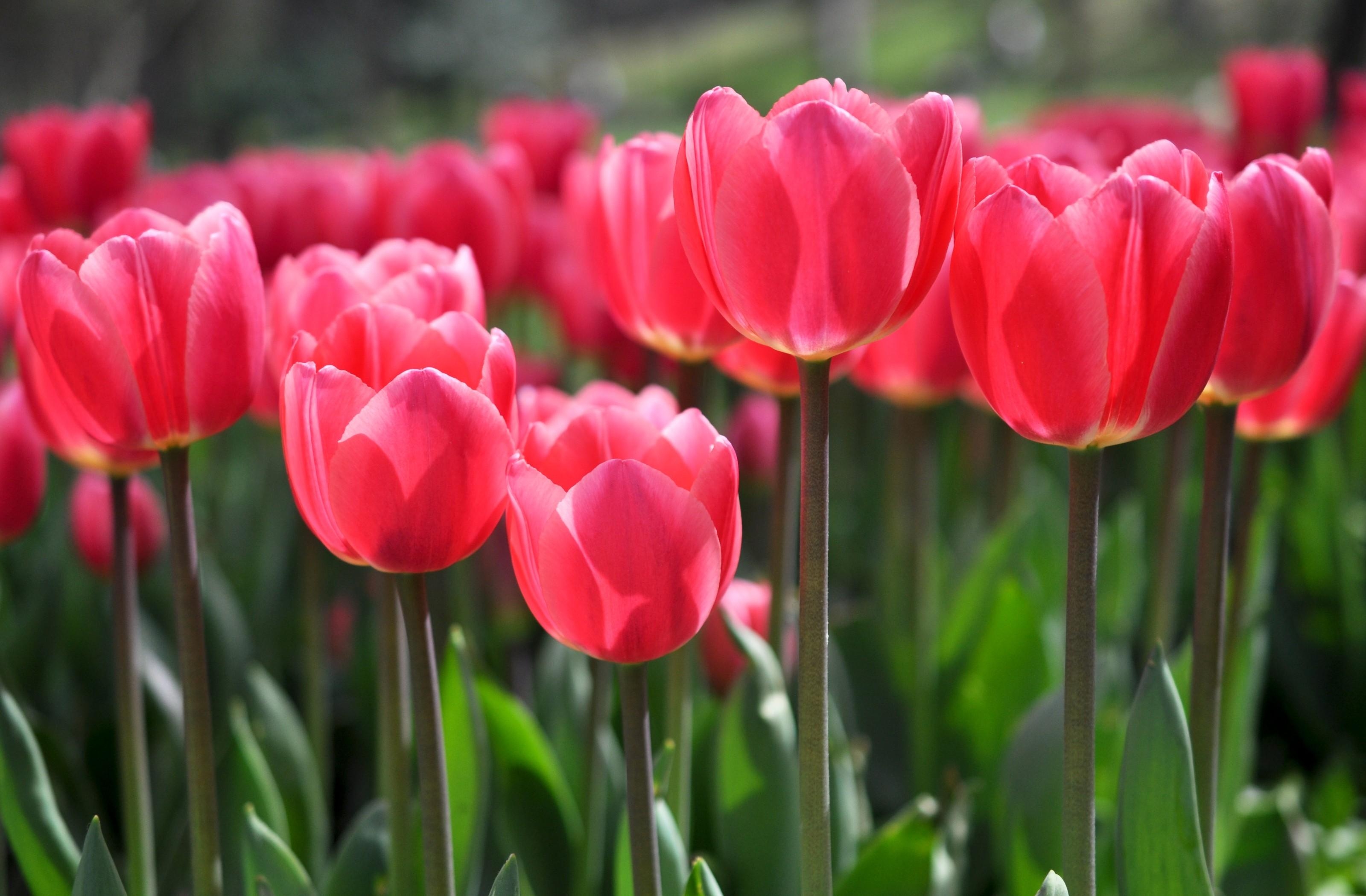 Laden Sie das Tulpen, Blumen, Unschärfe, Glatt, Blumenbeet-Bild kostenlos auf Ihren PC-Desktop herunter
