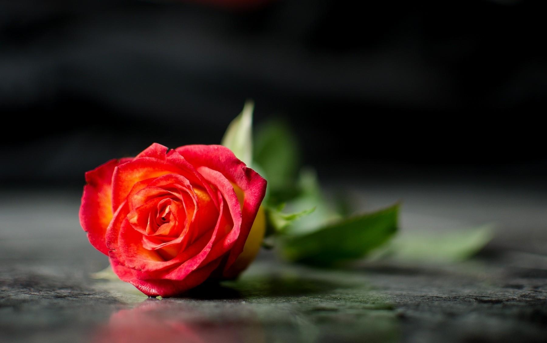 smooth, blur, flowers, rose flower Lies Tablet Wallpapers