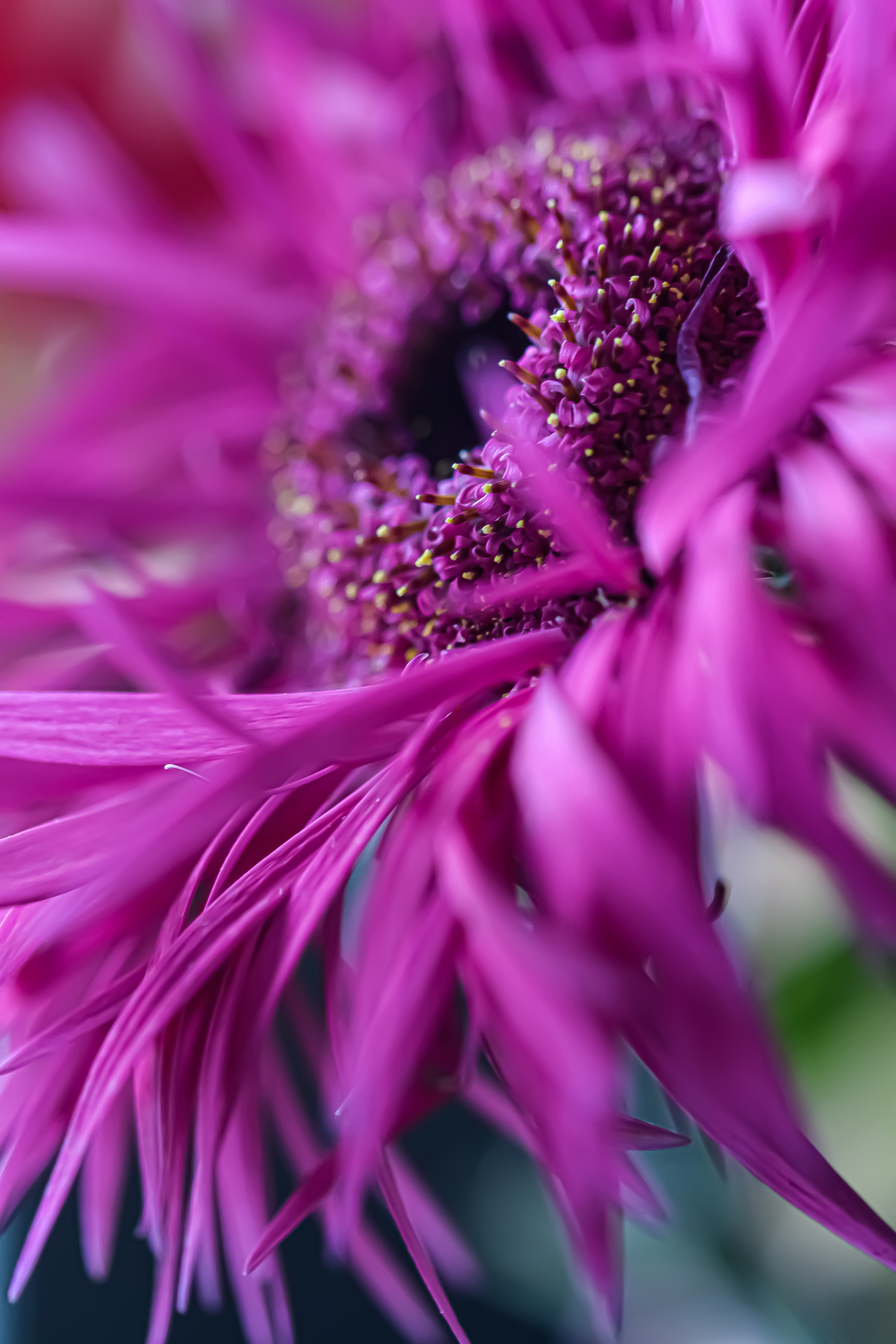 Laden Sie das Rosa, Gerbera, Blume, Makro, Blütenblätter-Bild kostenlos auf Ihren PC-Desktop herunter