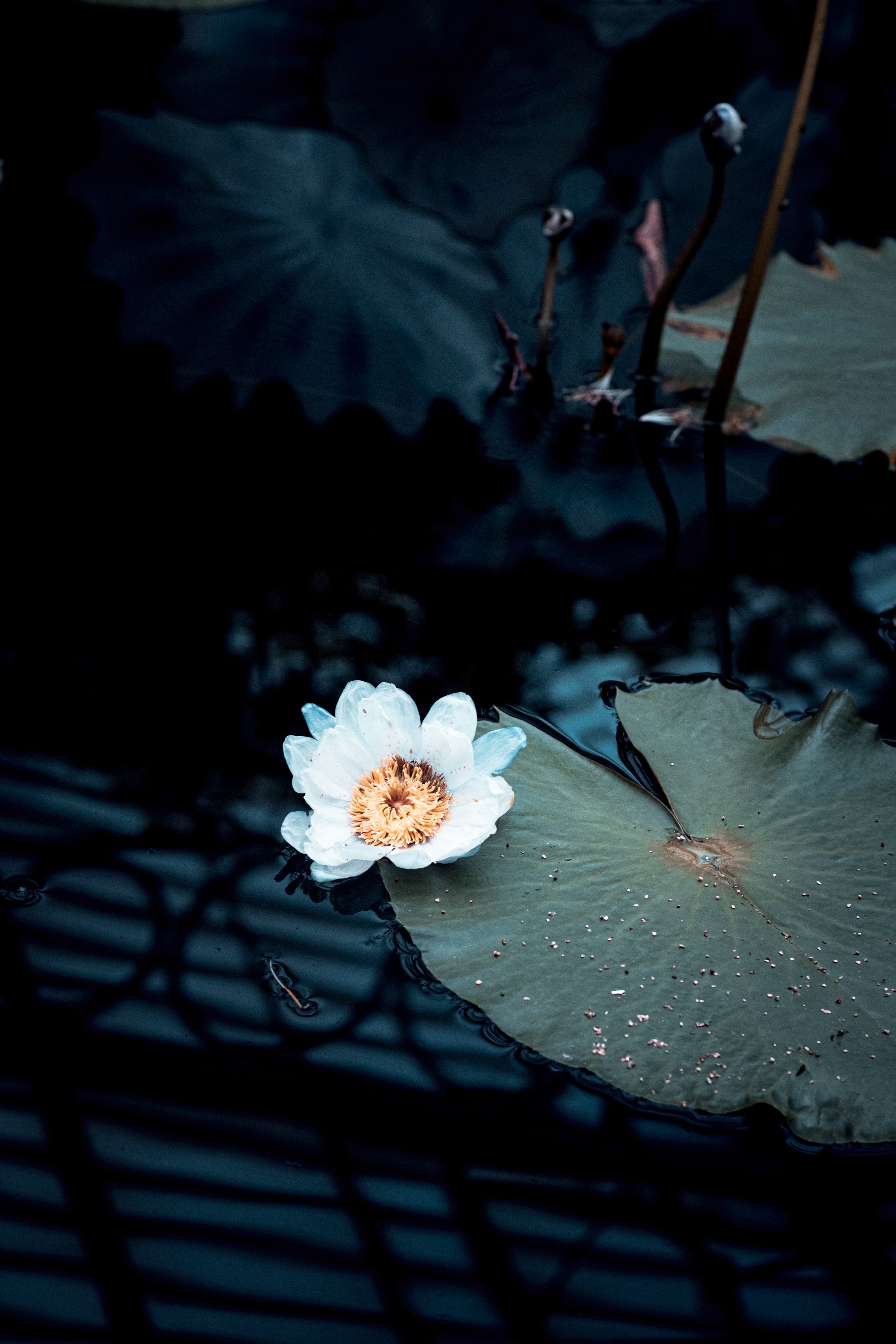 water, flowers, flower, plant, white, water lily
