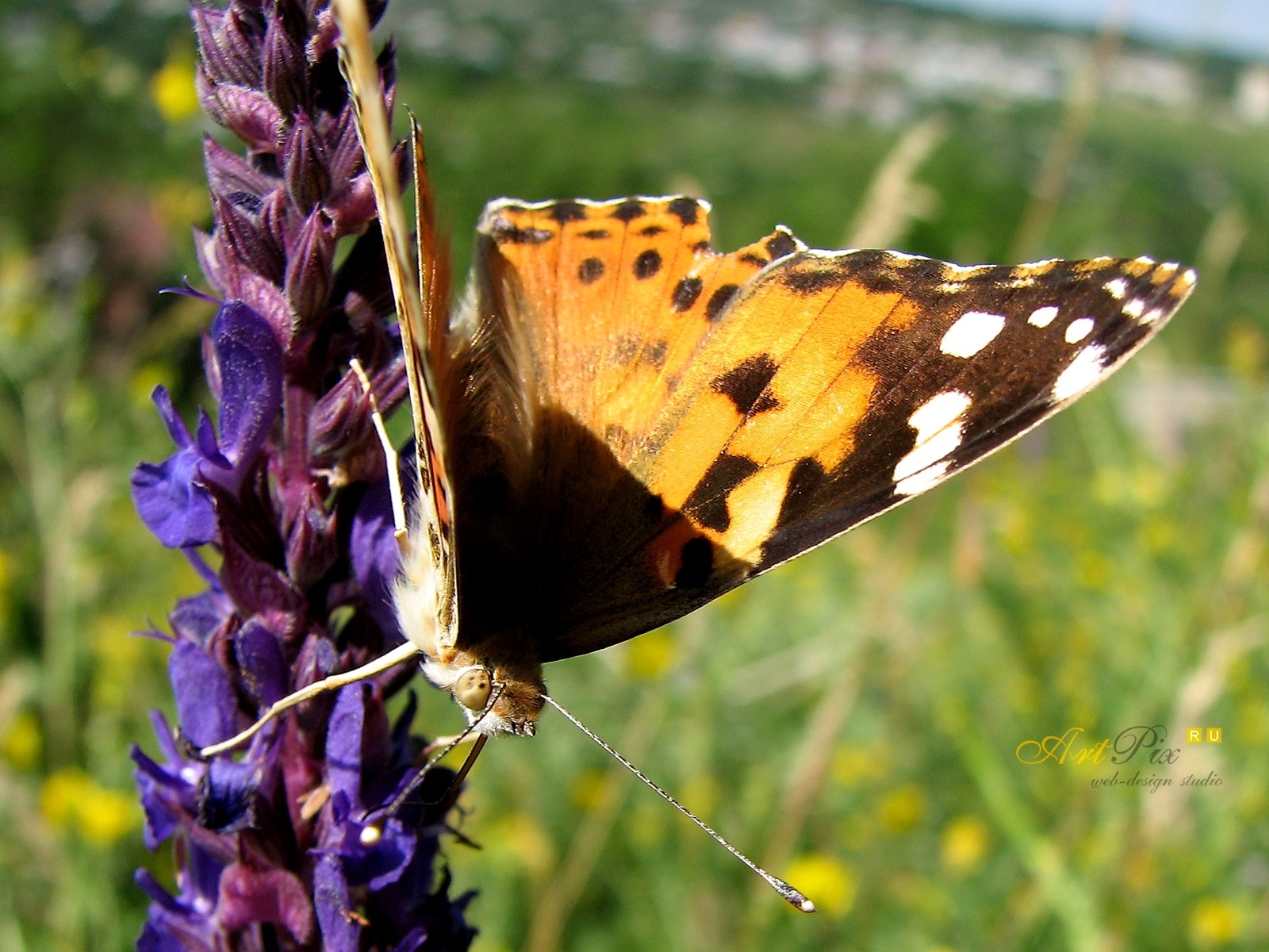 Laden Sie das Schmetterlinge, Insekten-Bild kostenlos auf Ihren PC-Desktop herunter