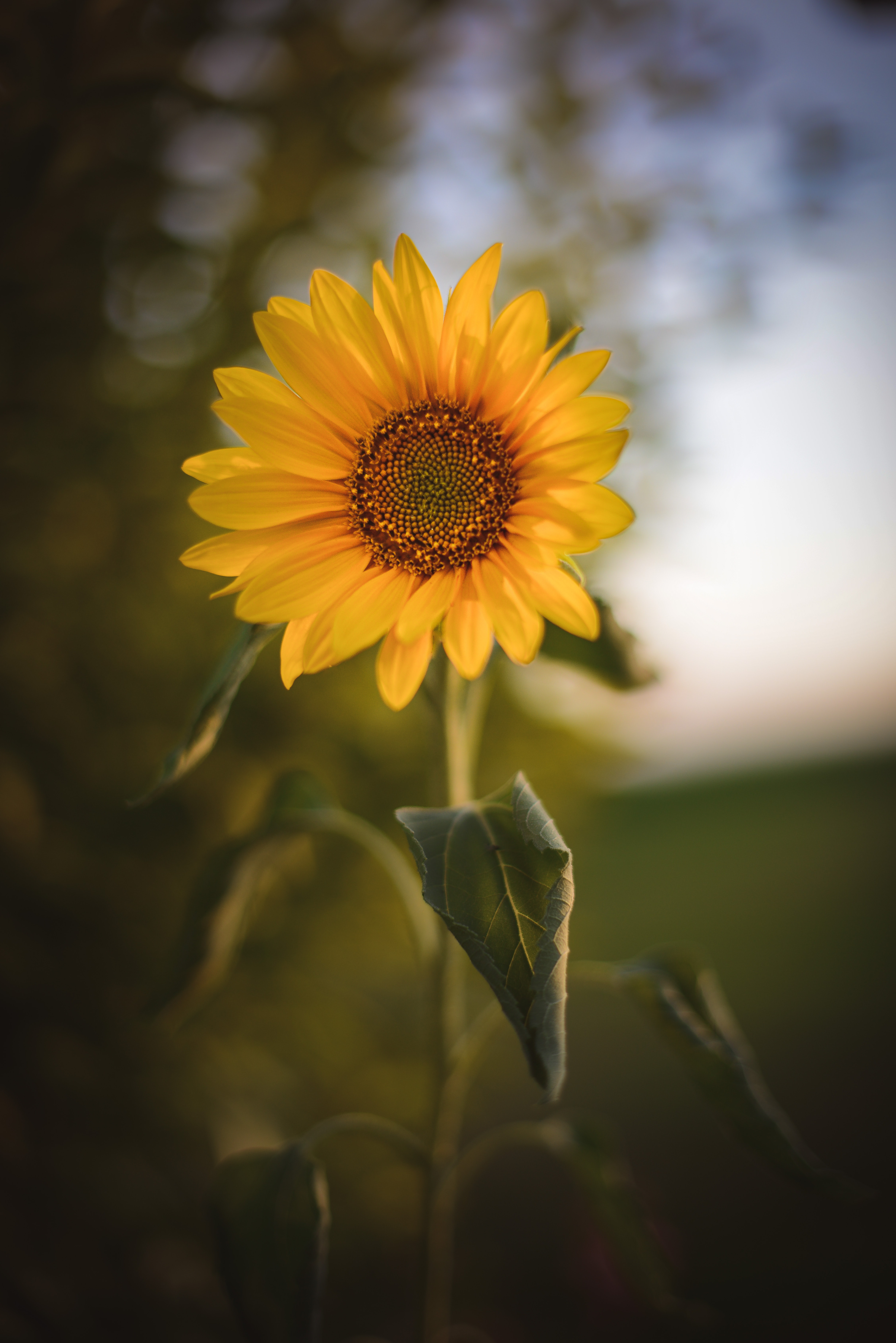 yellow, flower, plant, flowers Lock Screen Images