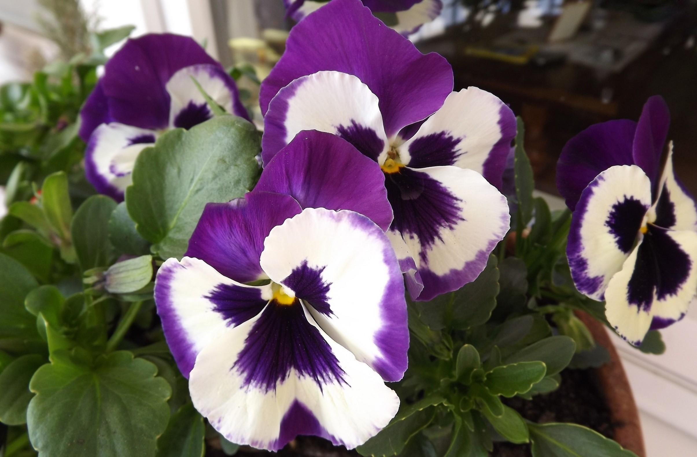 flowers, pansies, flower, close-up, pot Phone Background